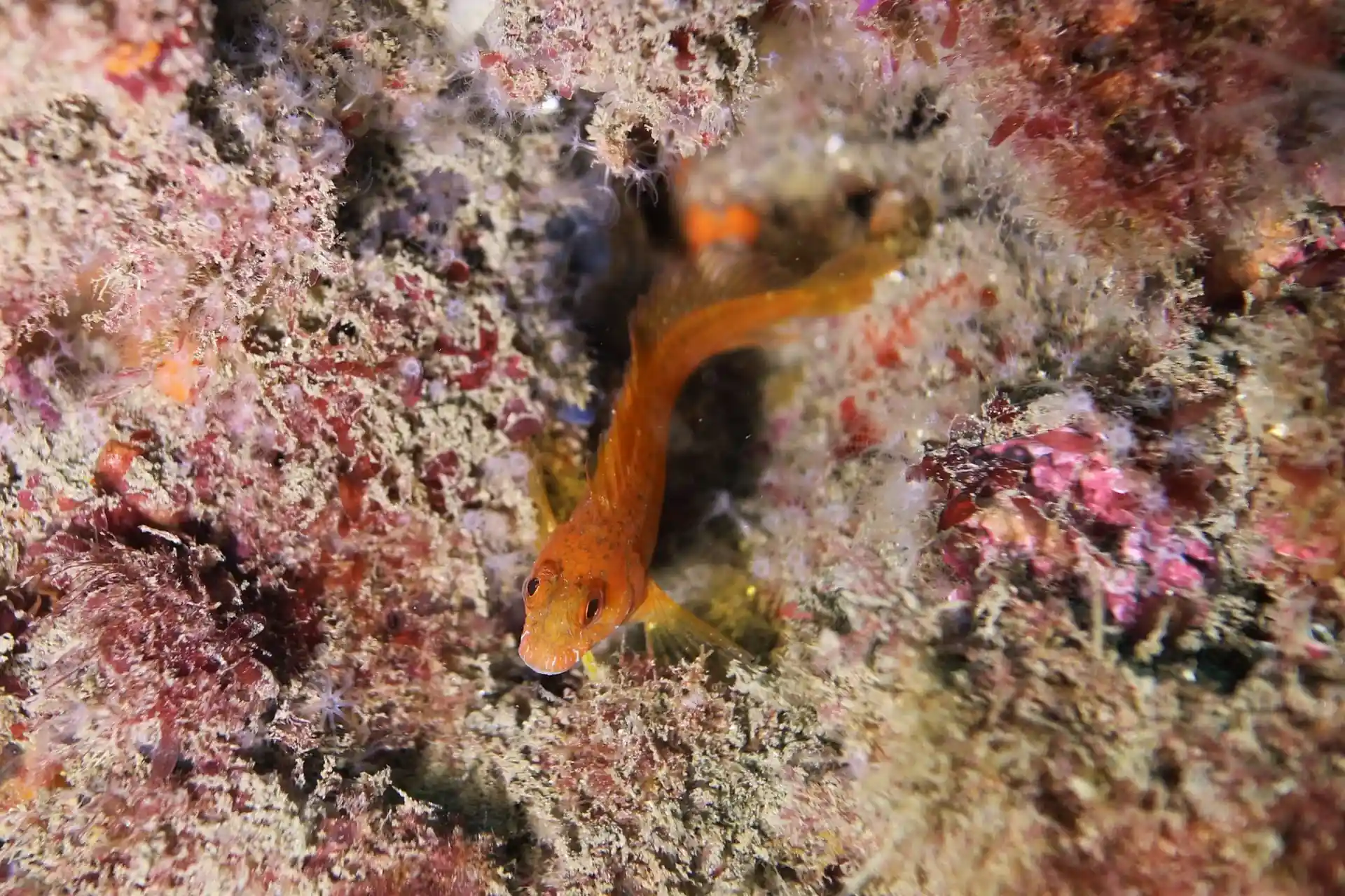 Foto del sitio de buceo