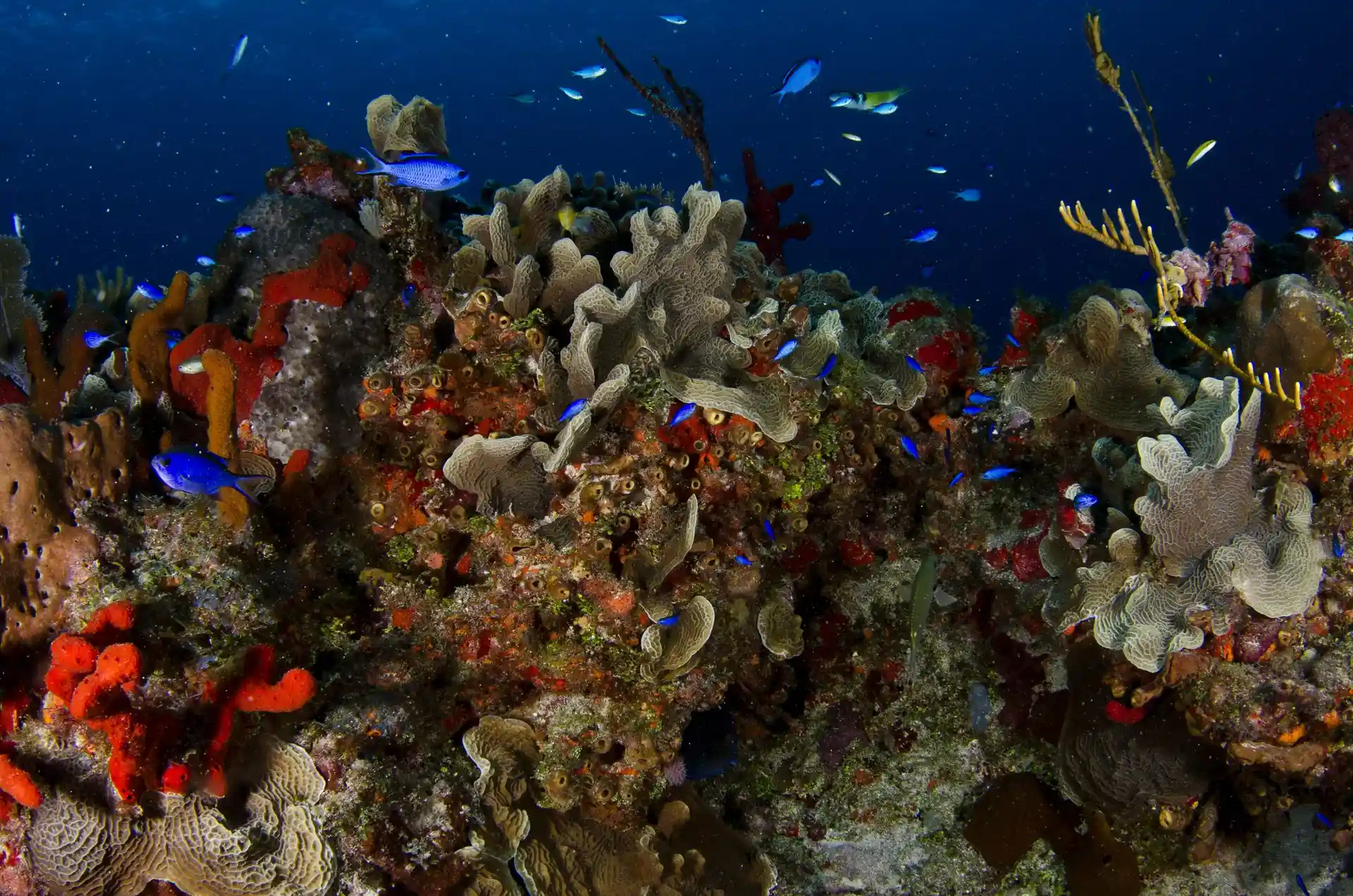 Dive site photo