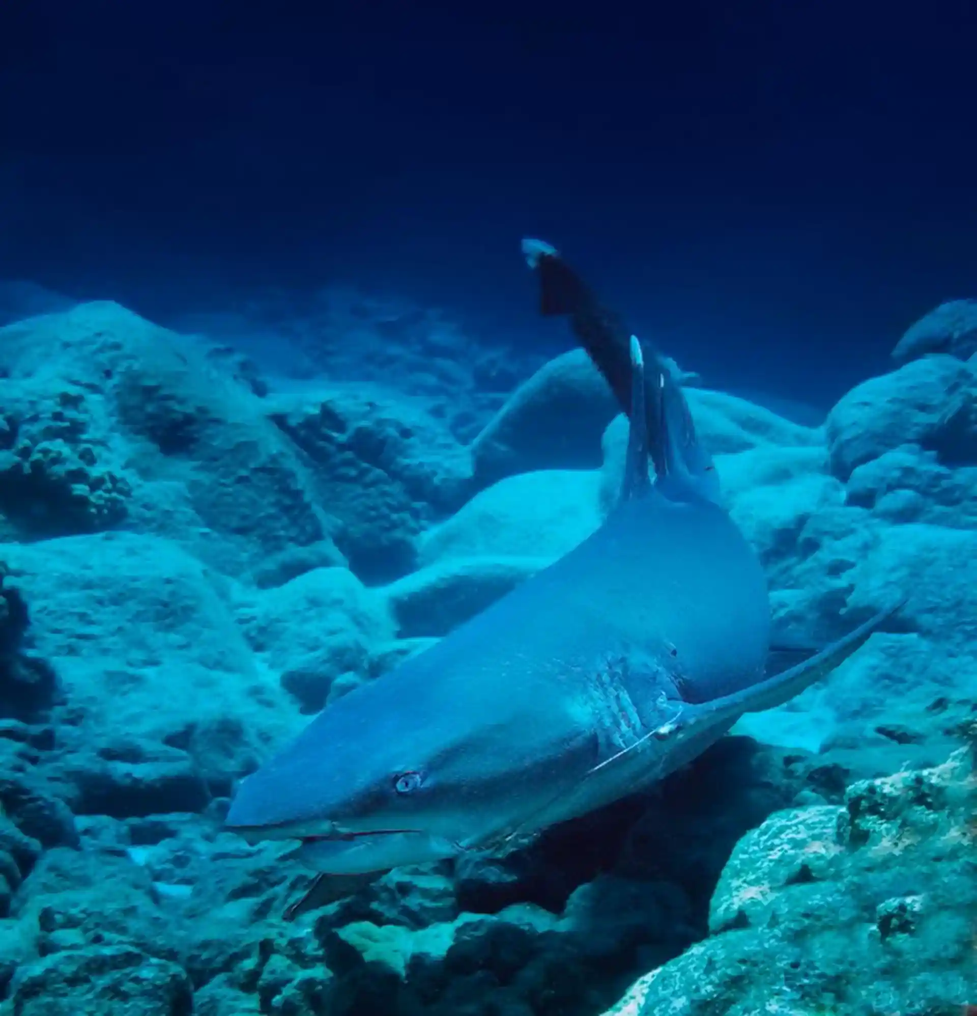 Dive shop photo