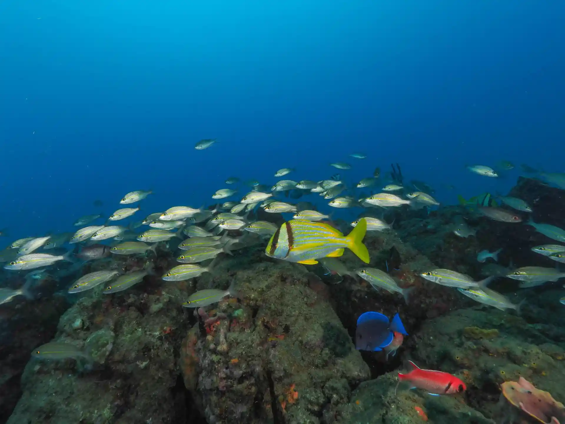 Photo du site de plongée