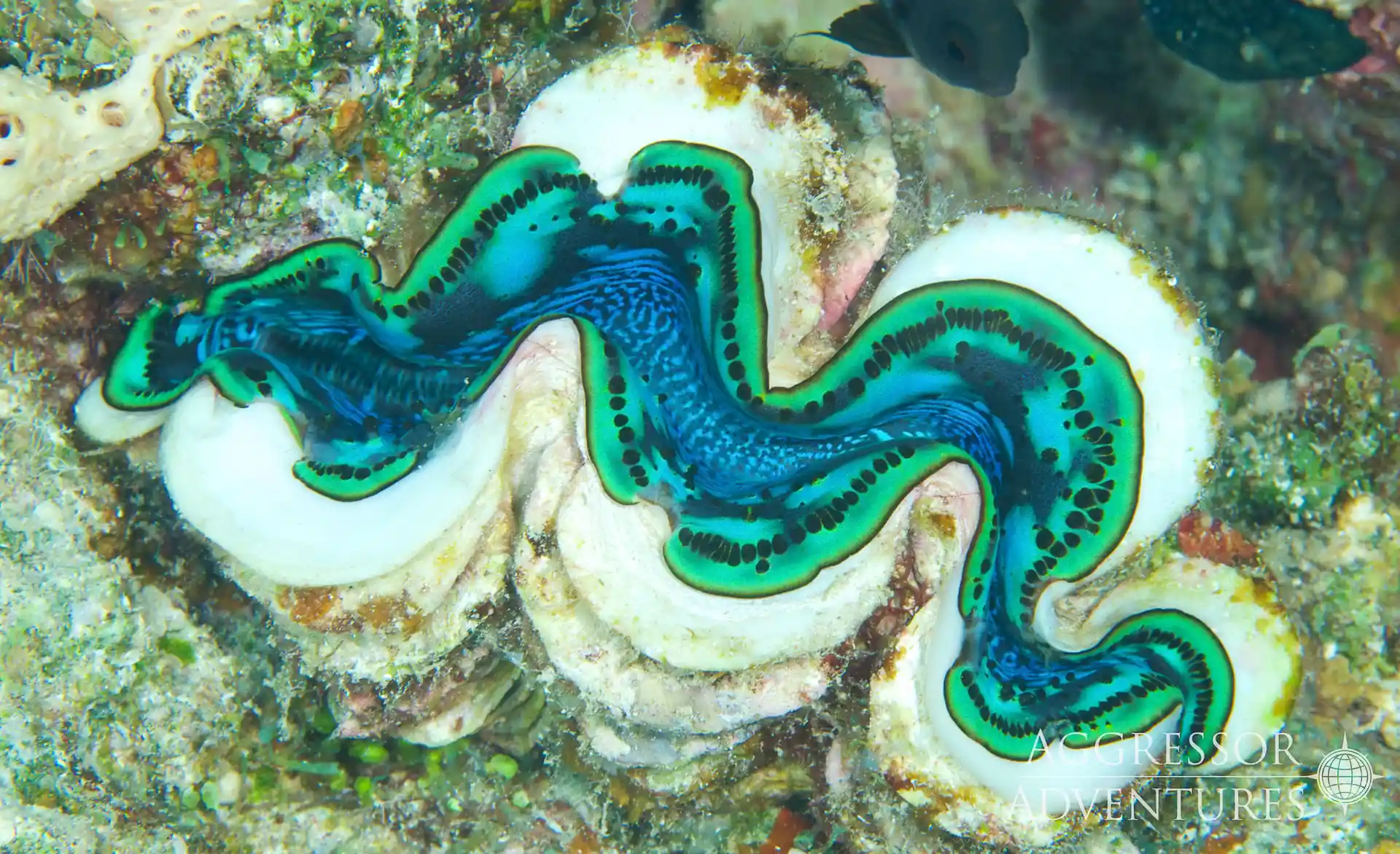Dive shop photo