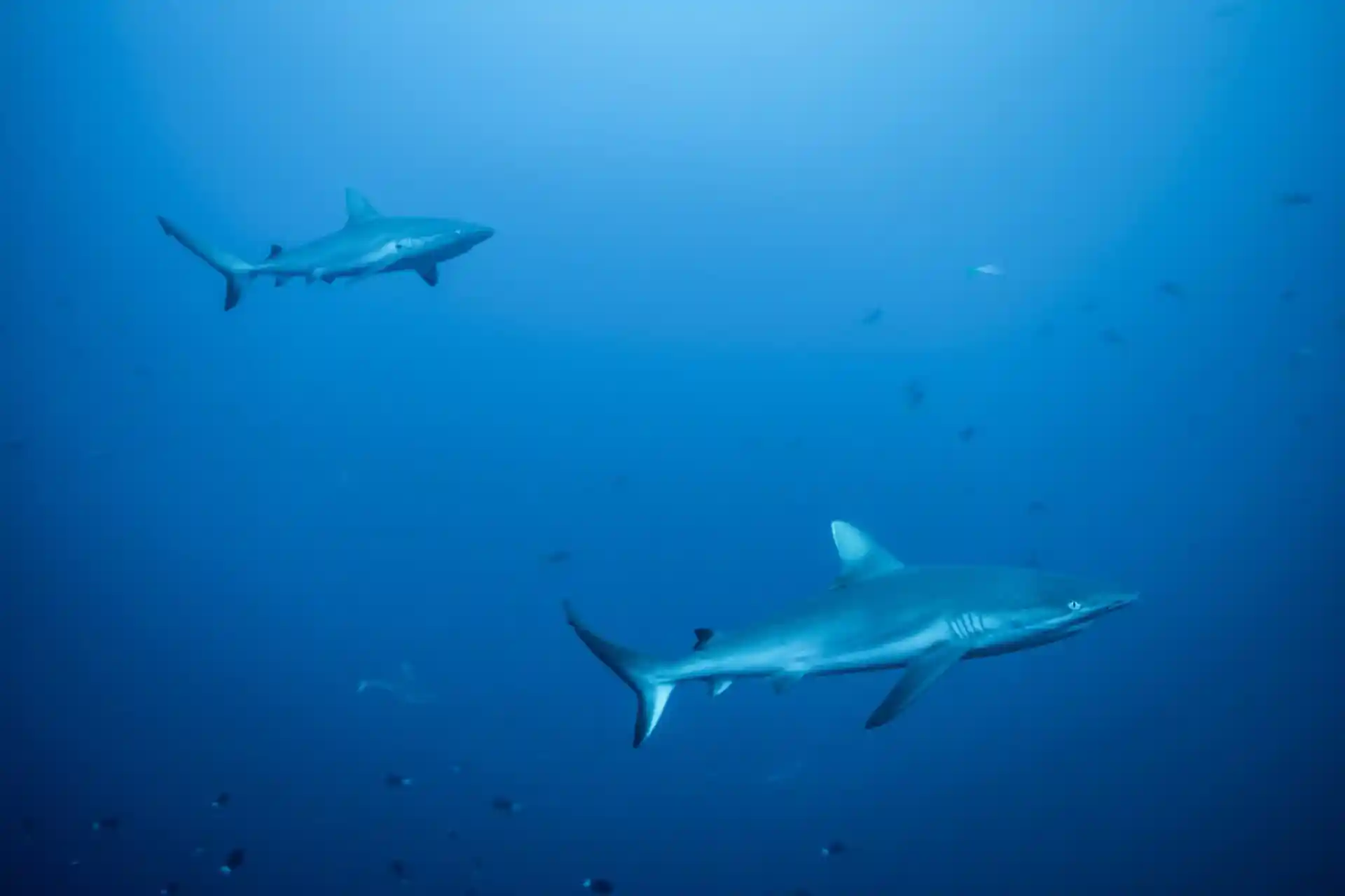 Dive site photo