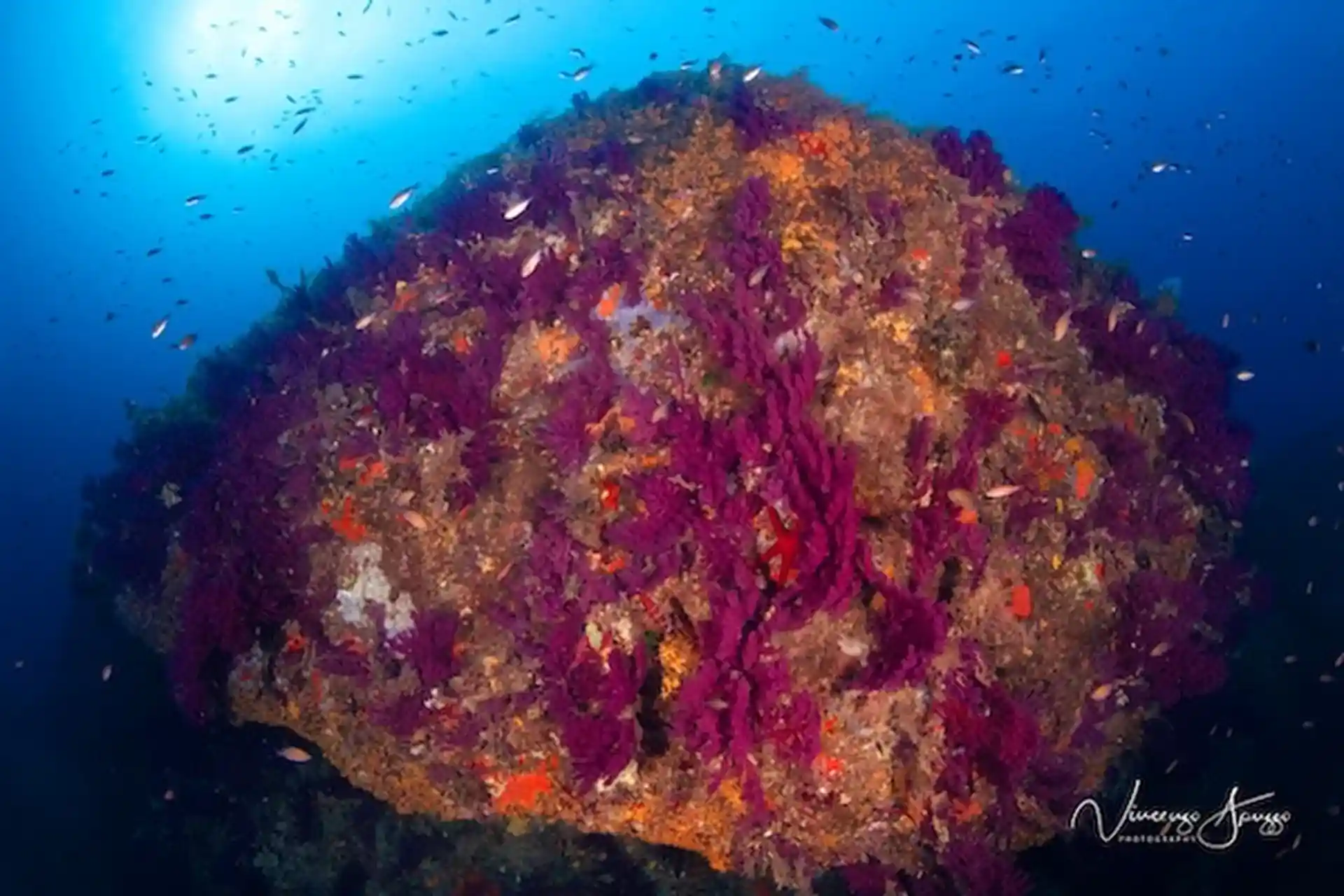 Colorful dive sites
