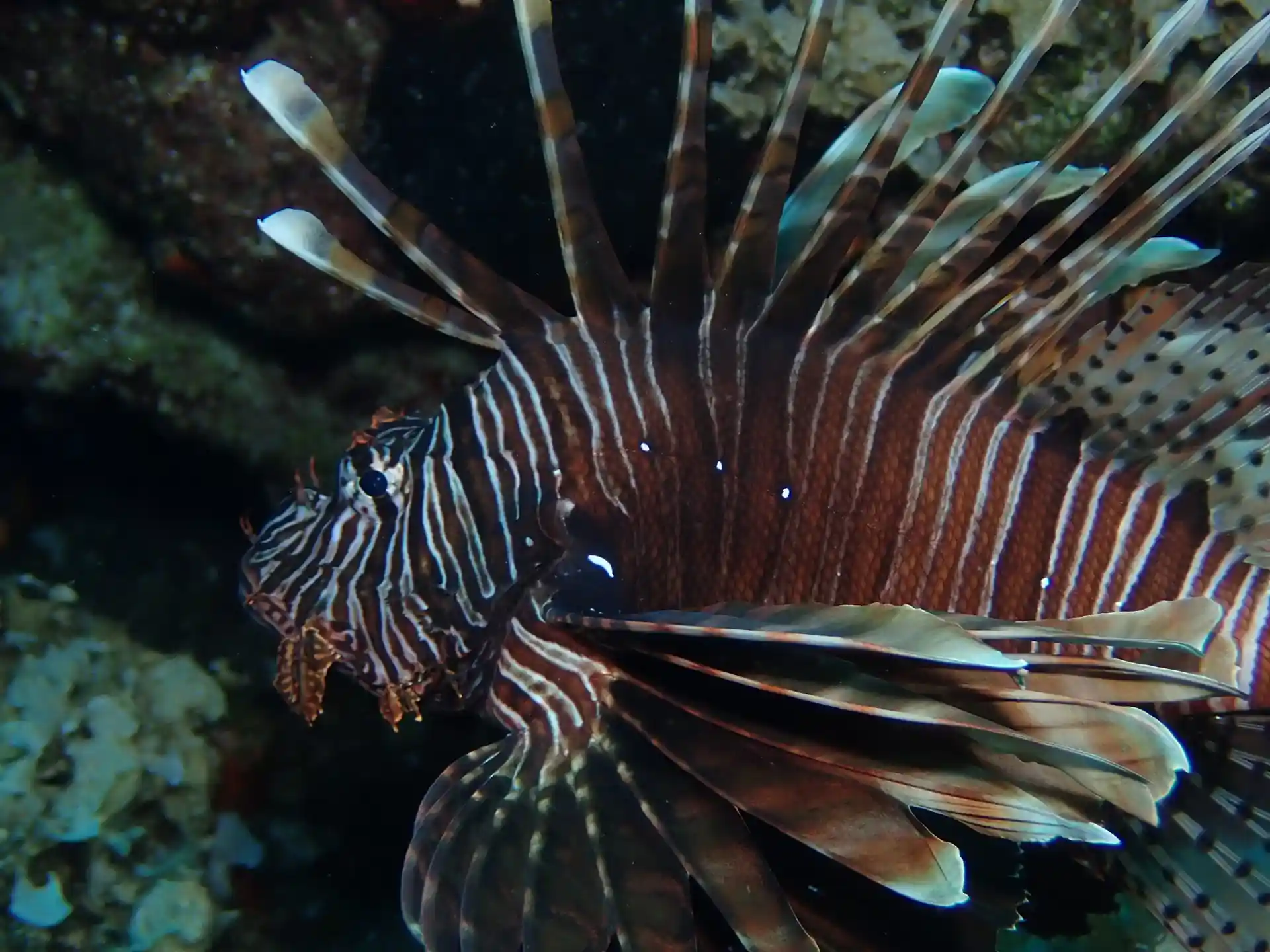 Dive site photo