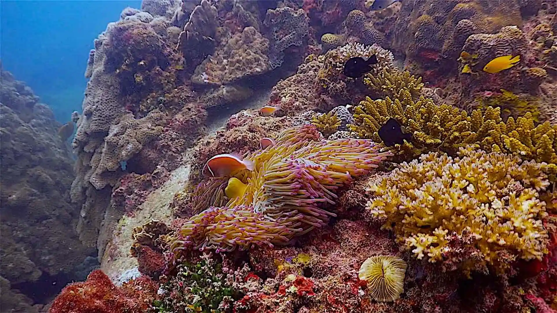 Dive site photo