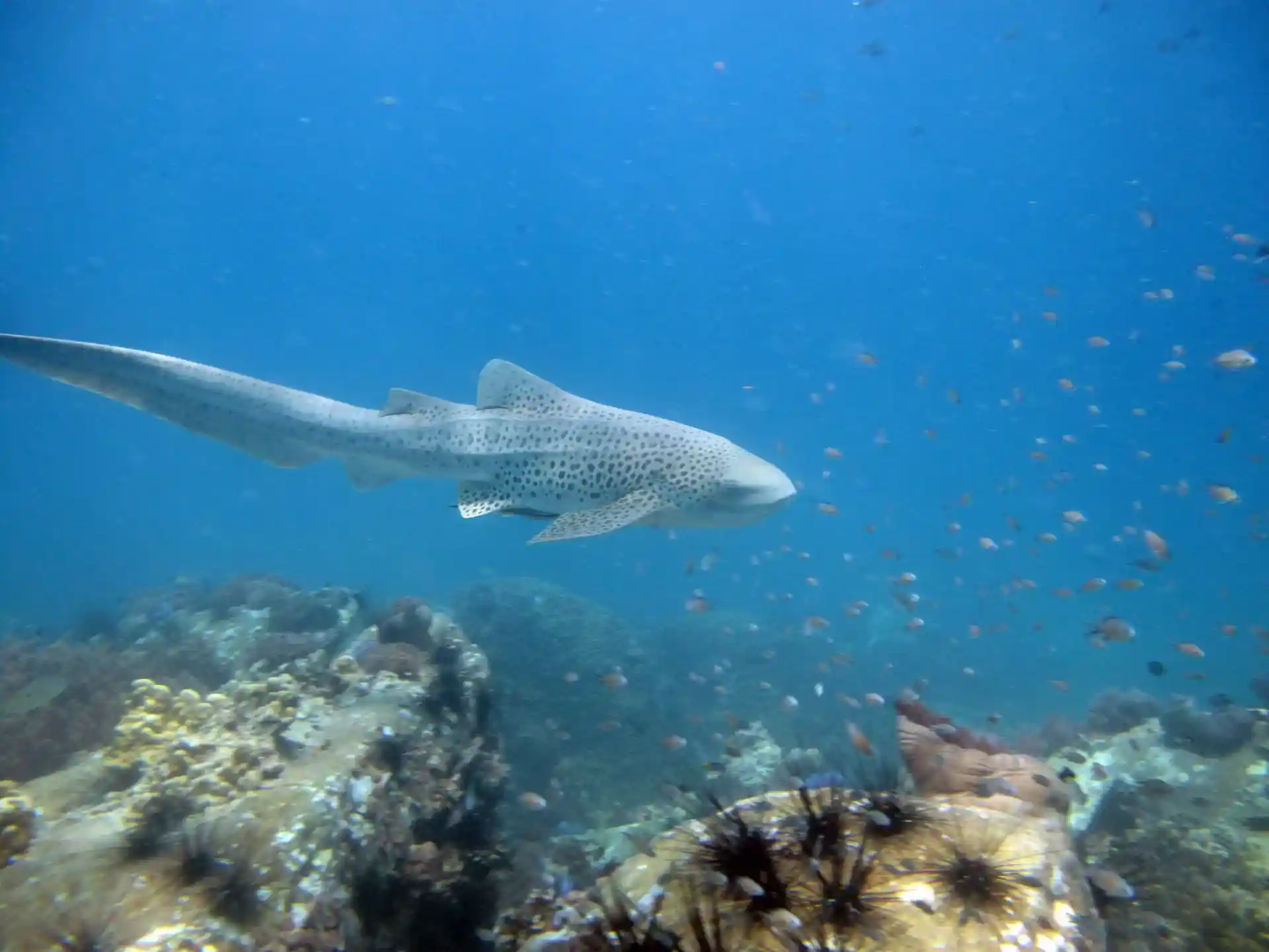 다이빙 포인트 사진