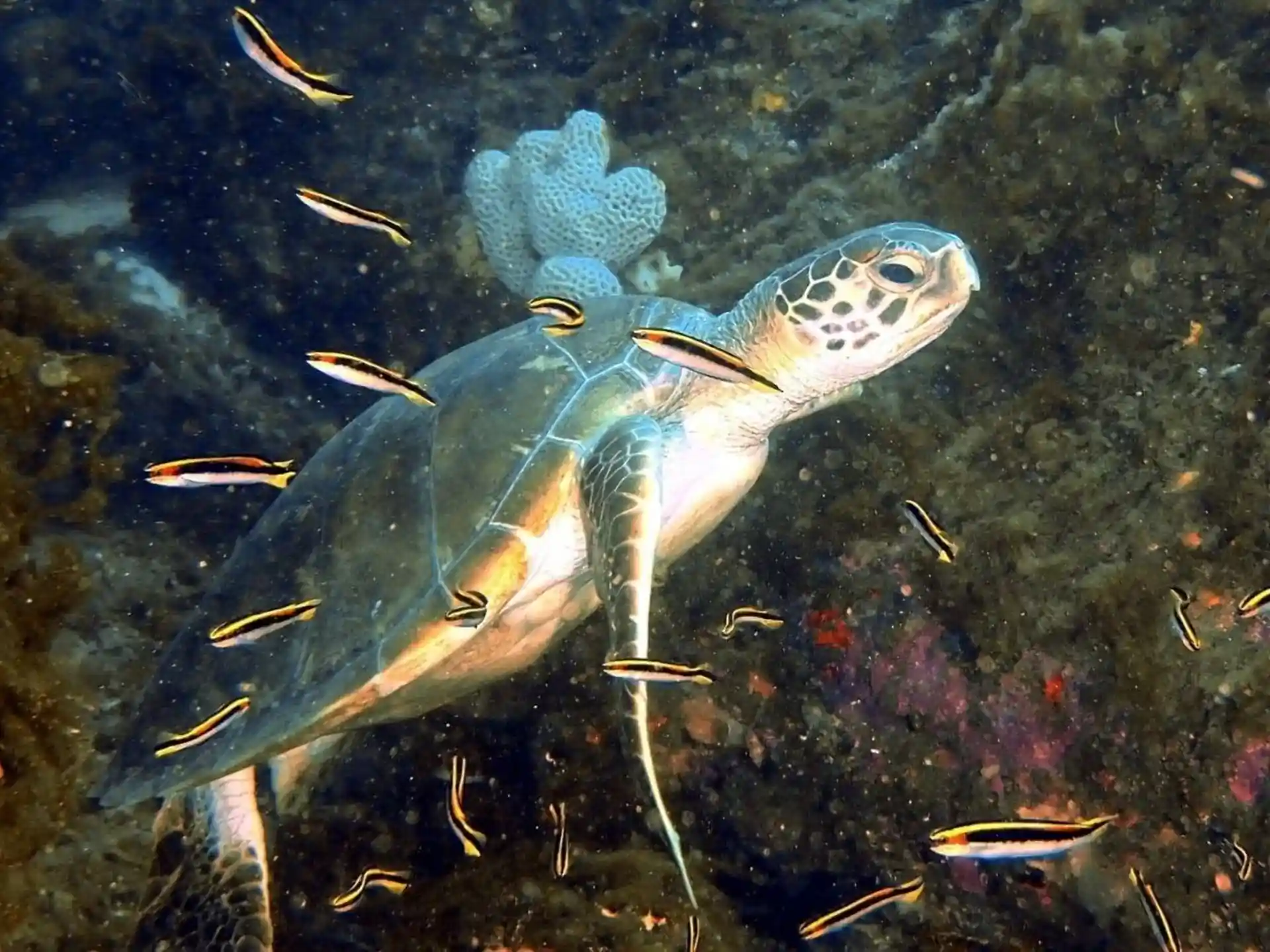 Foto des Tauchplatzes