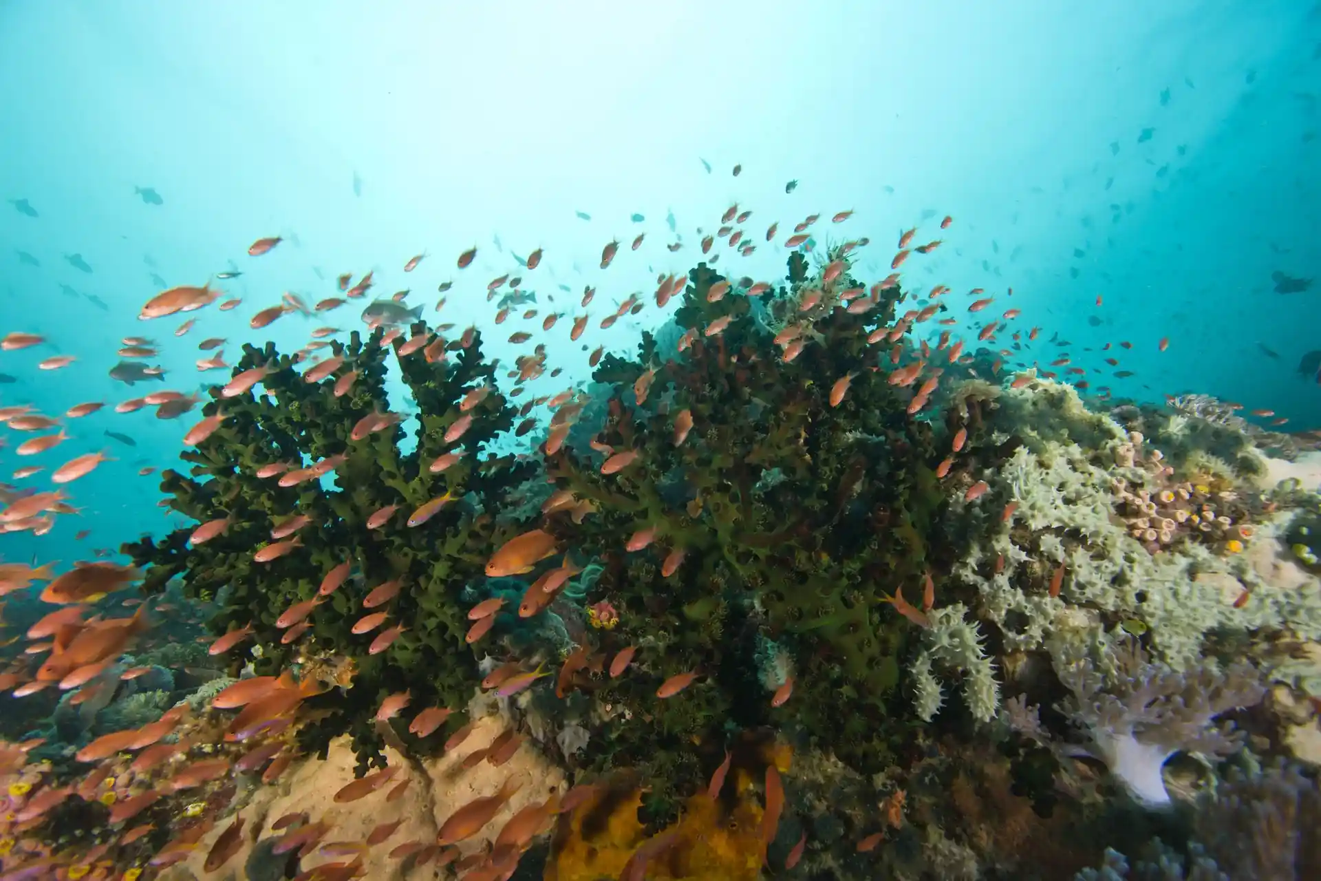 See colorful marine life while diving with Liveaboard PY Atlantis Azores