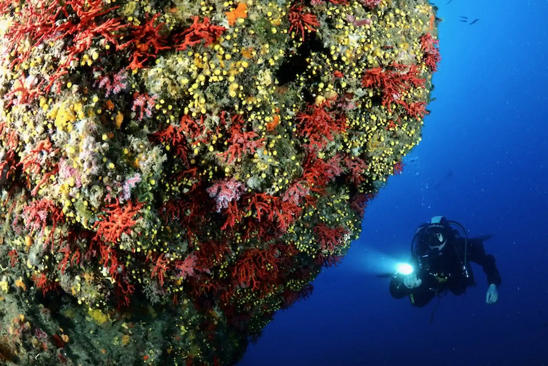 Diving Portofino marine protected area