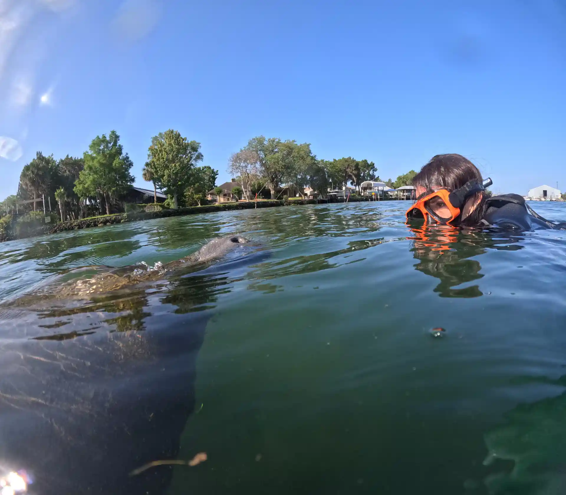 Manatee face to face with snorkeler