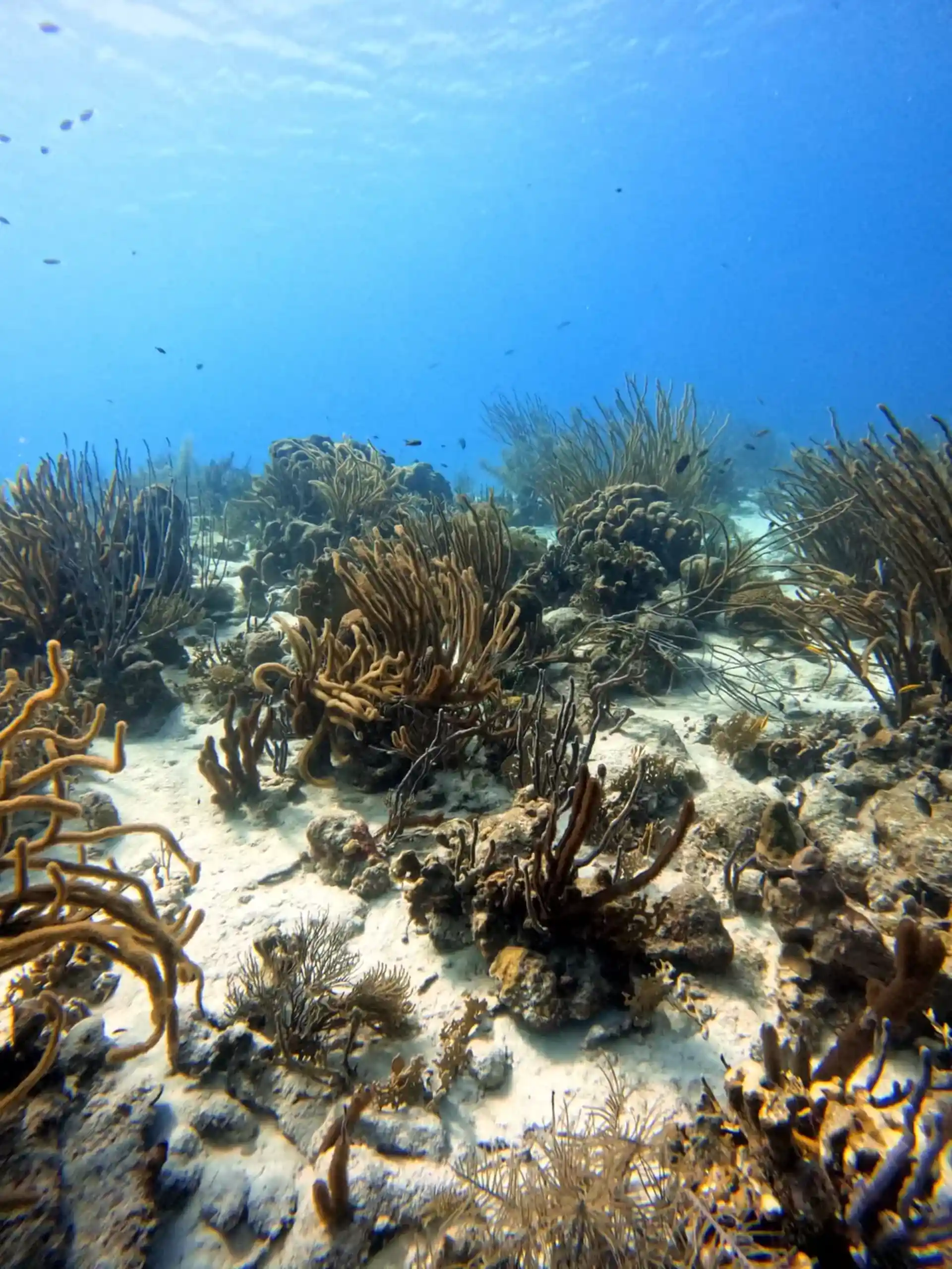 ダイビングサイトの写真