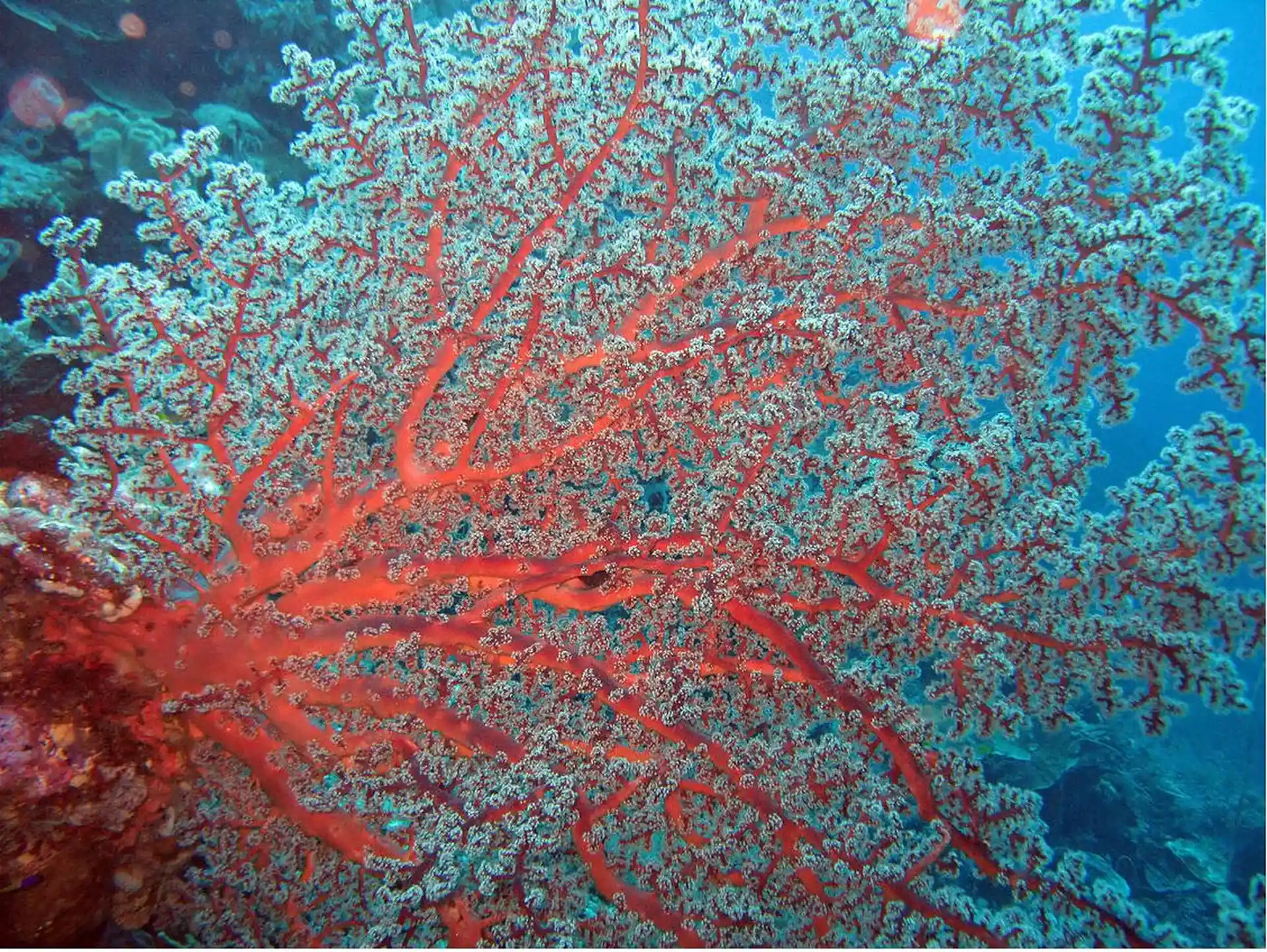 See colorful marine life while diving with Liveaboard Mantra Dive and Sail