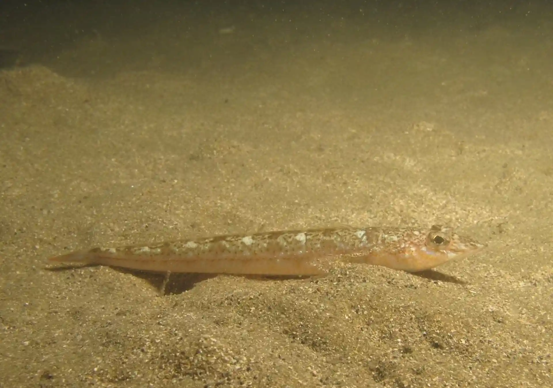 Dive site photo
