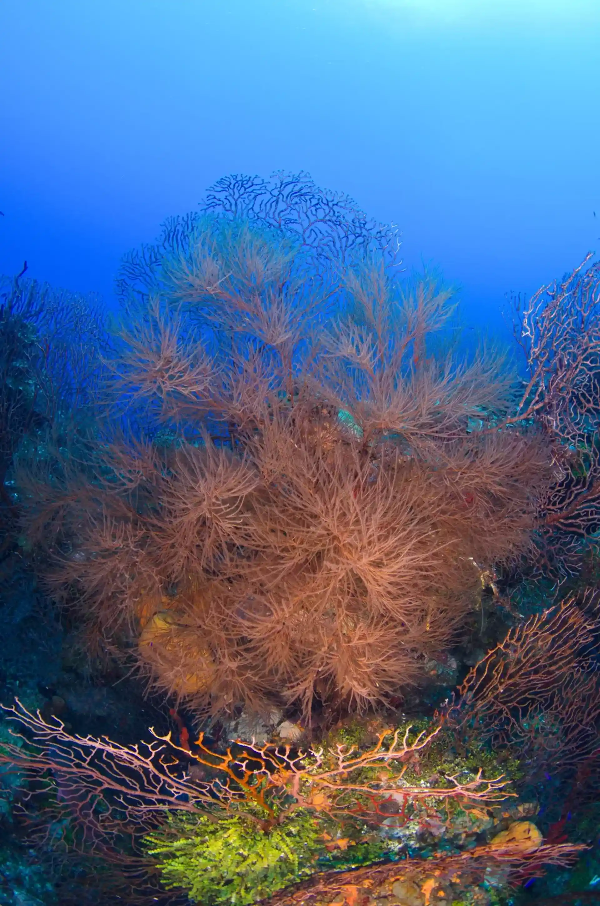 Dive site photo