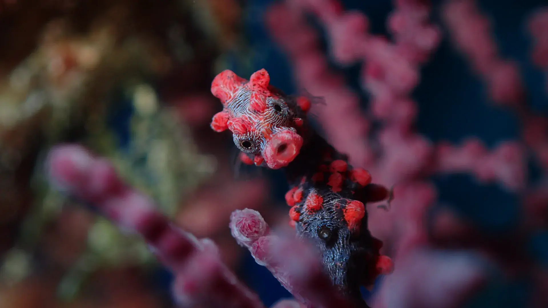 Pygmy Seahorse