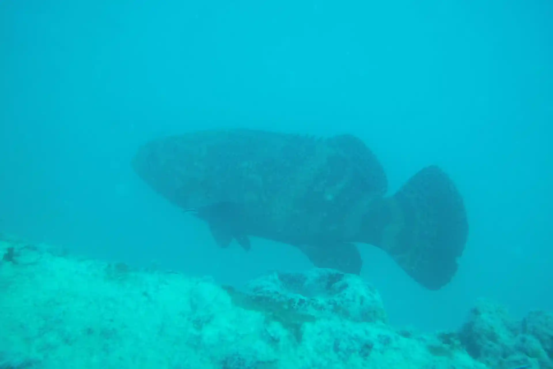 Dive site photo
