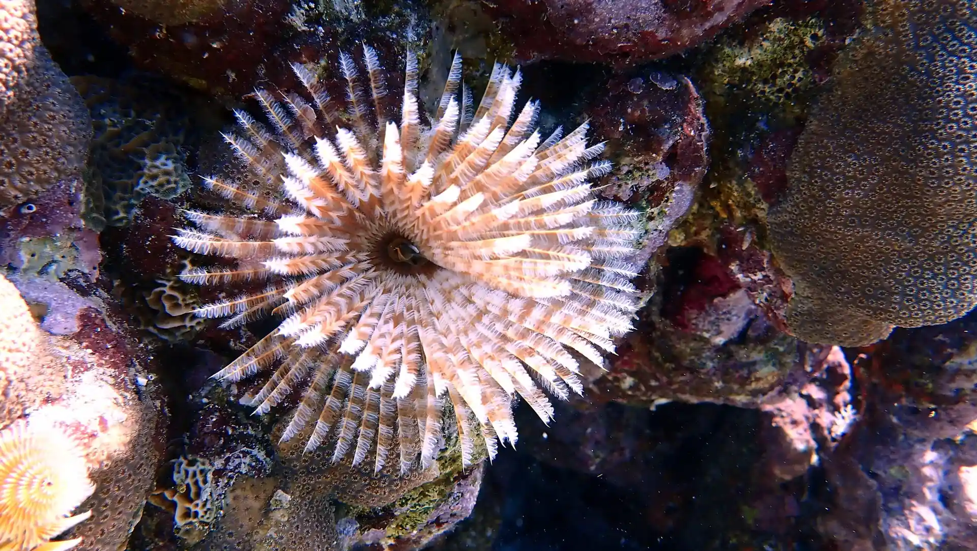 ダイビングサイトの写真