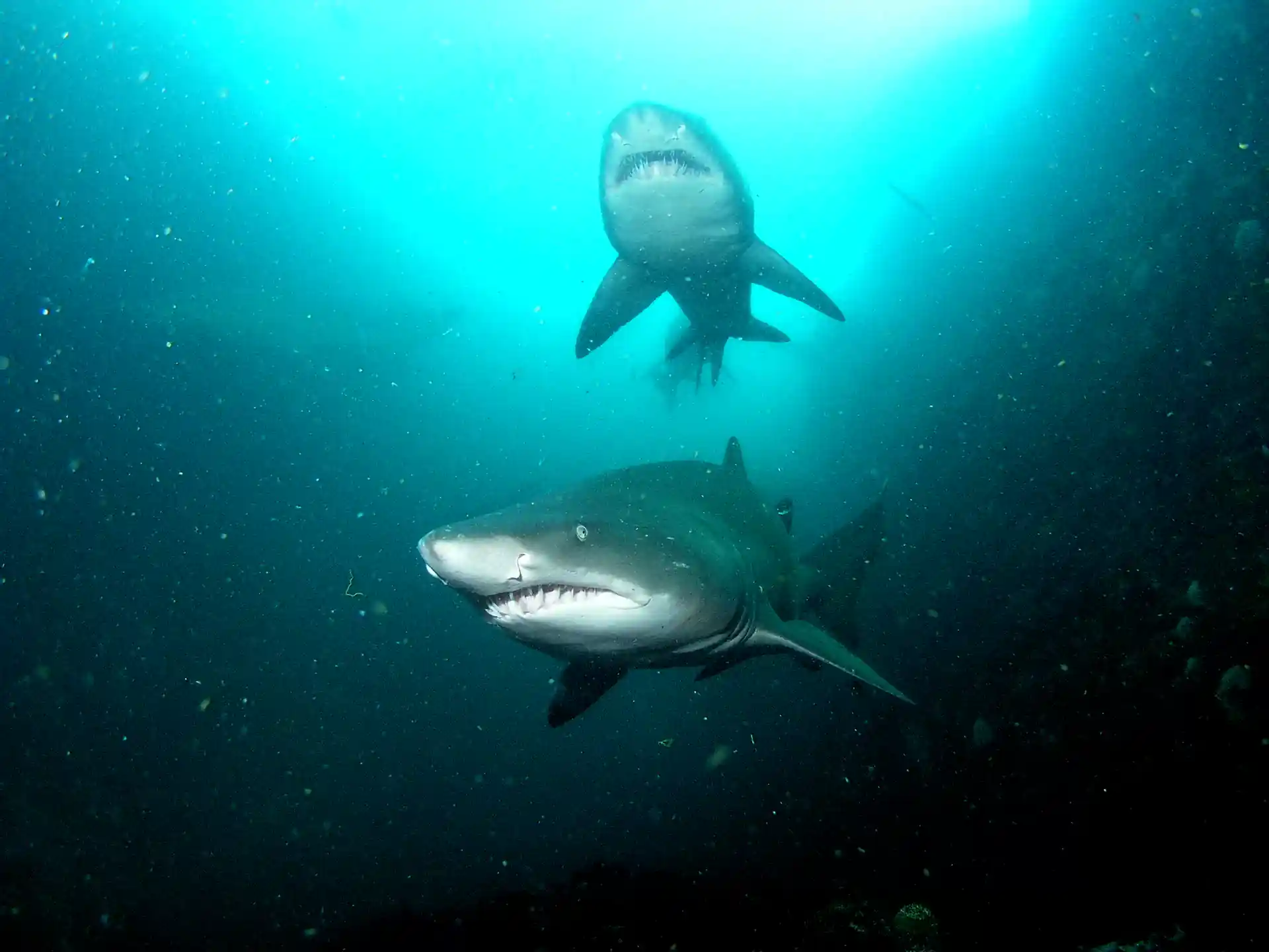 Grey Nurse Sharks at South Solitary Island