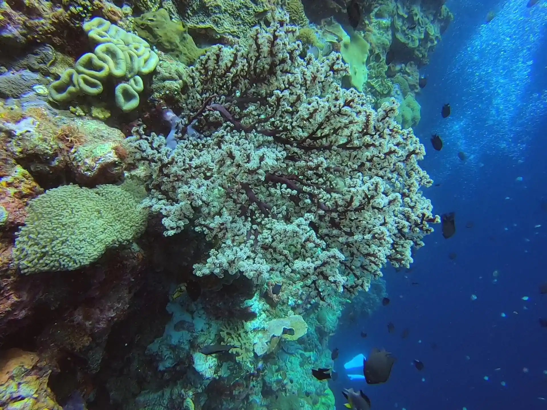 Dive site photo