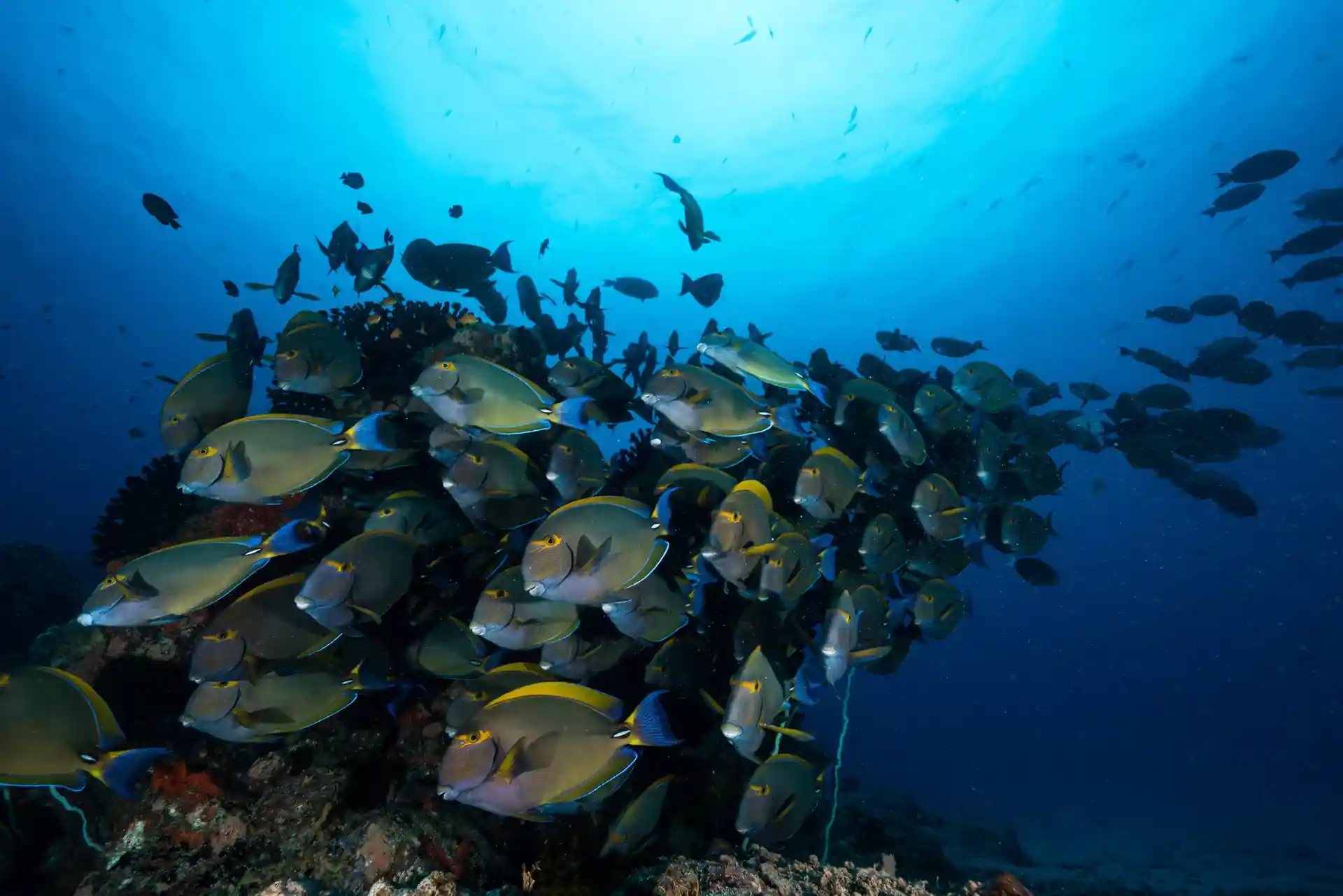 Dive site photo
