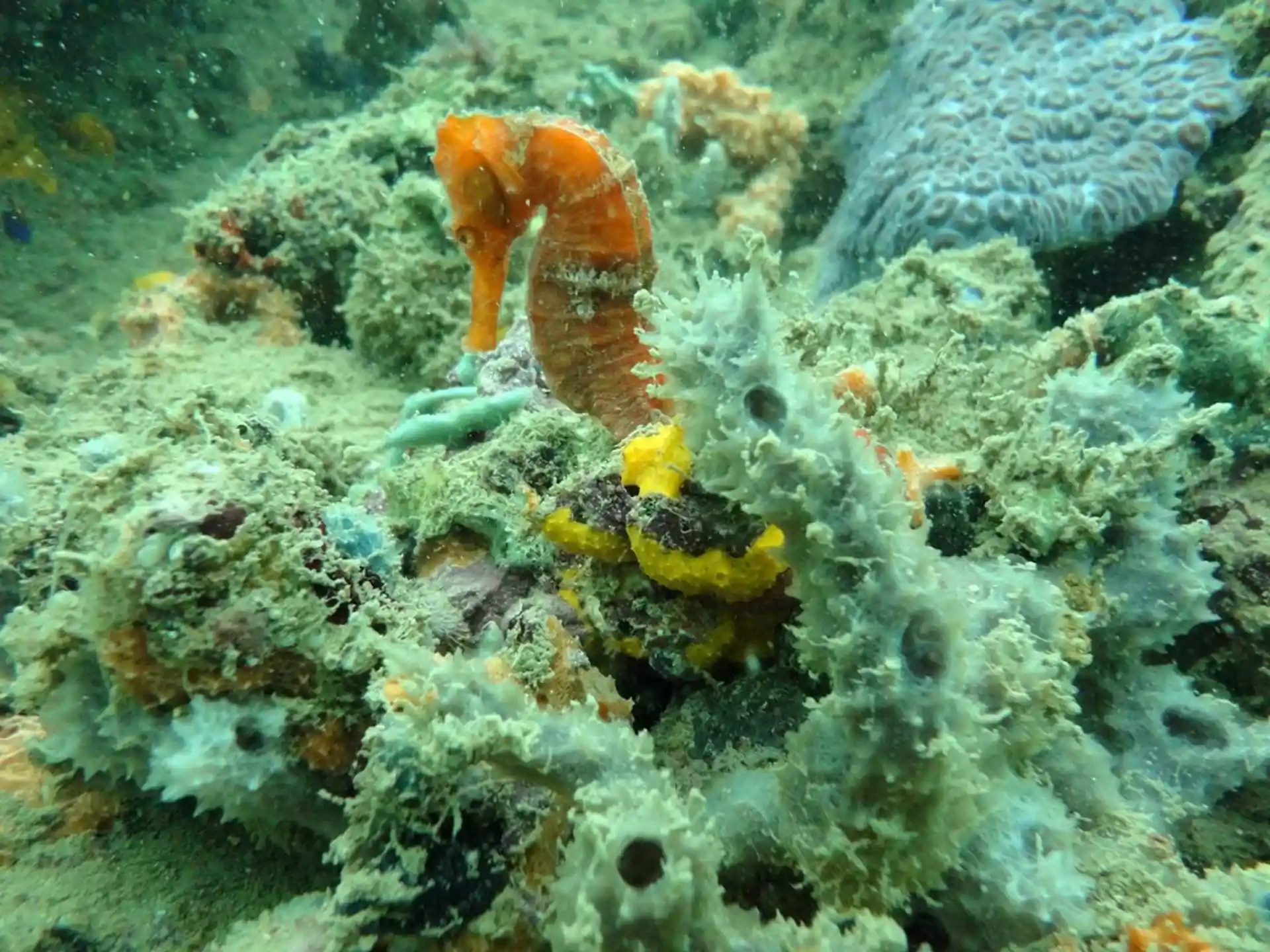 Dive site photo