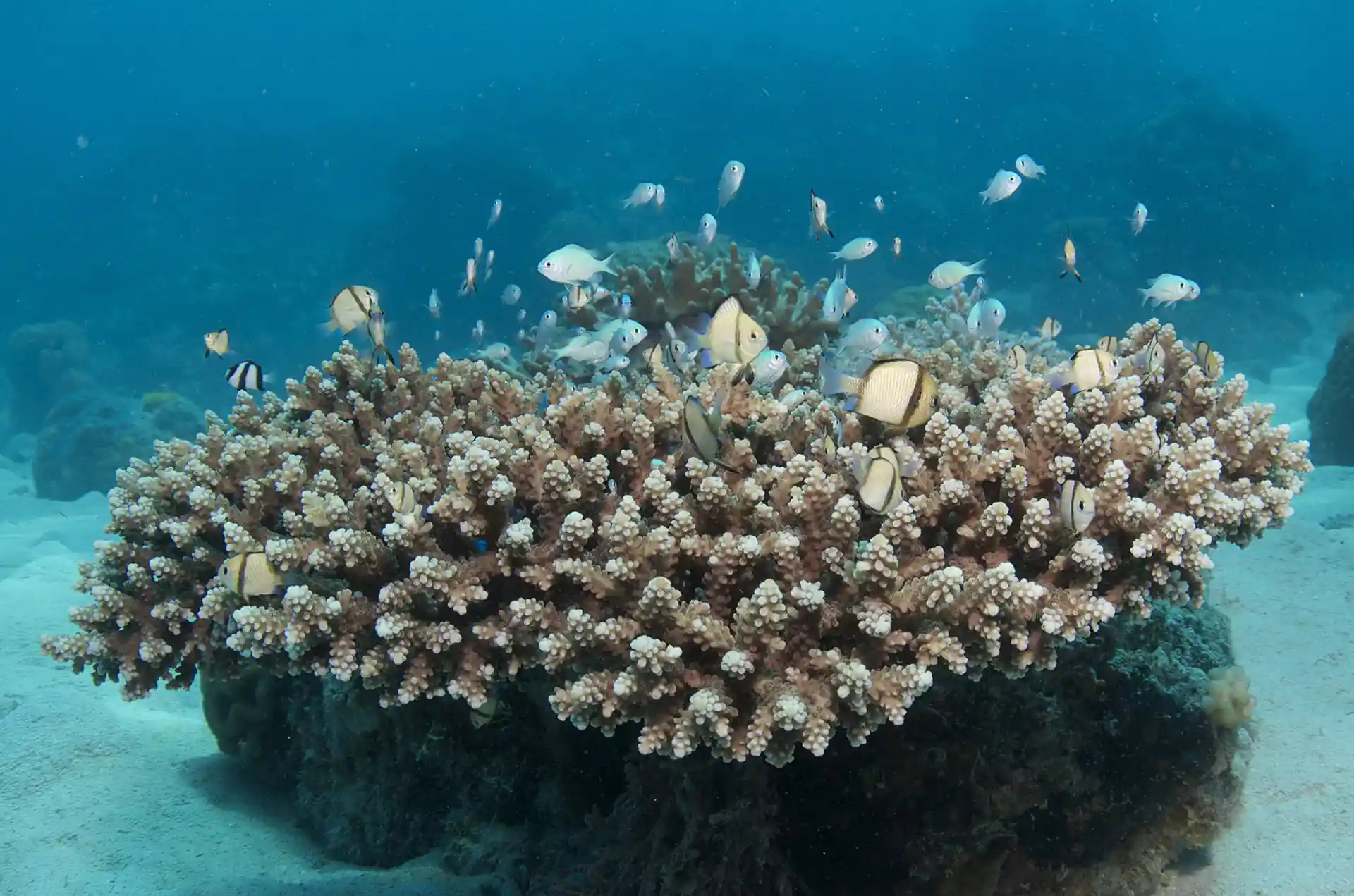 다이빙 포인트 사진