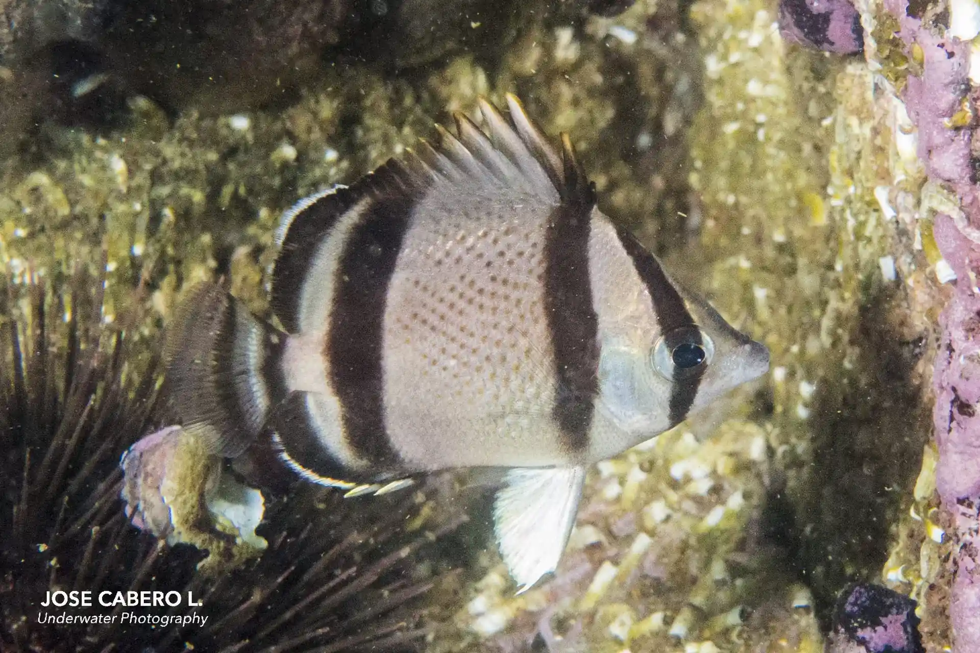 Foto del sitio de buceo