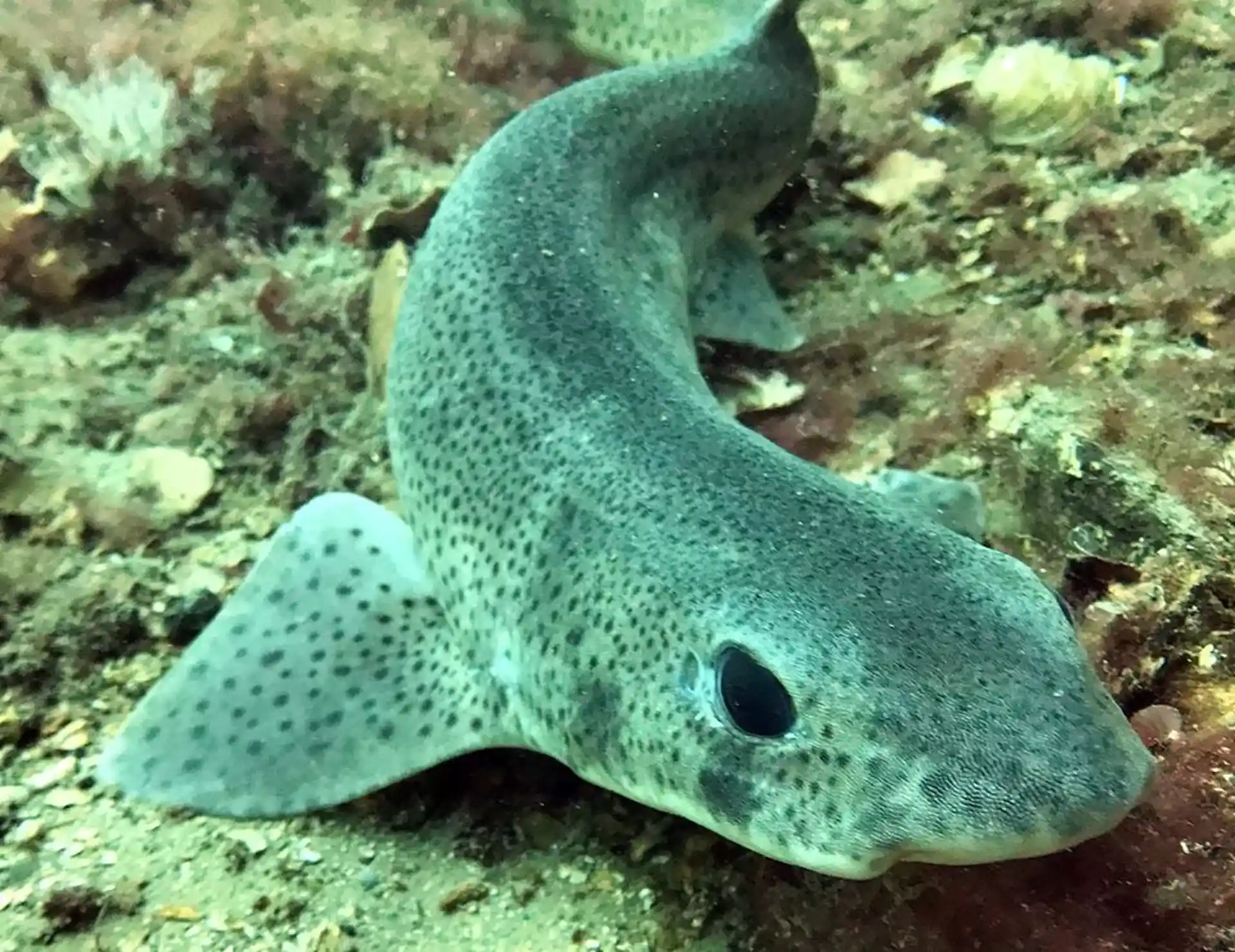 Un pesce cane posa per la fotocamera.