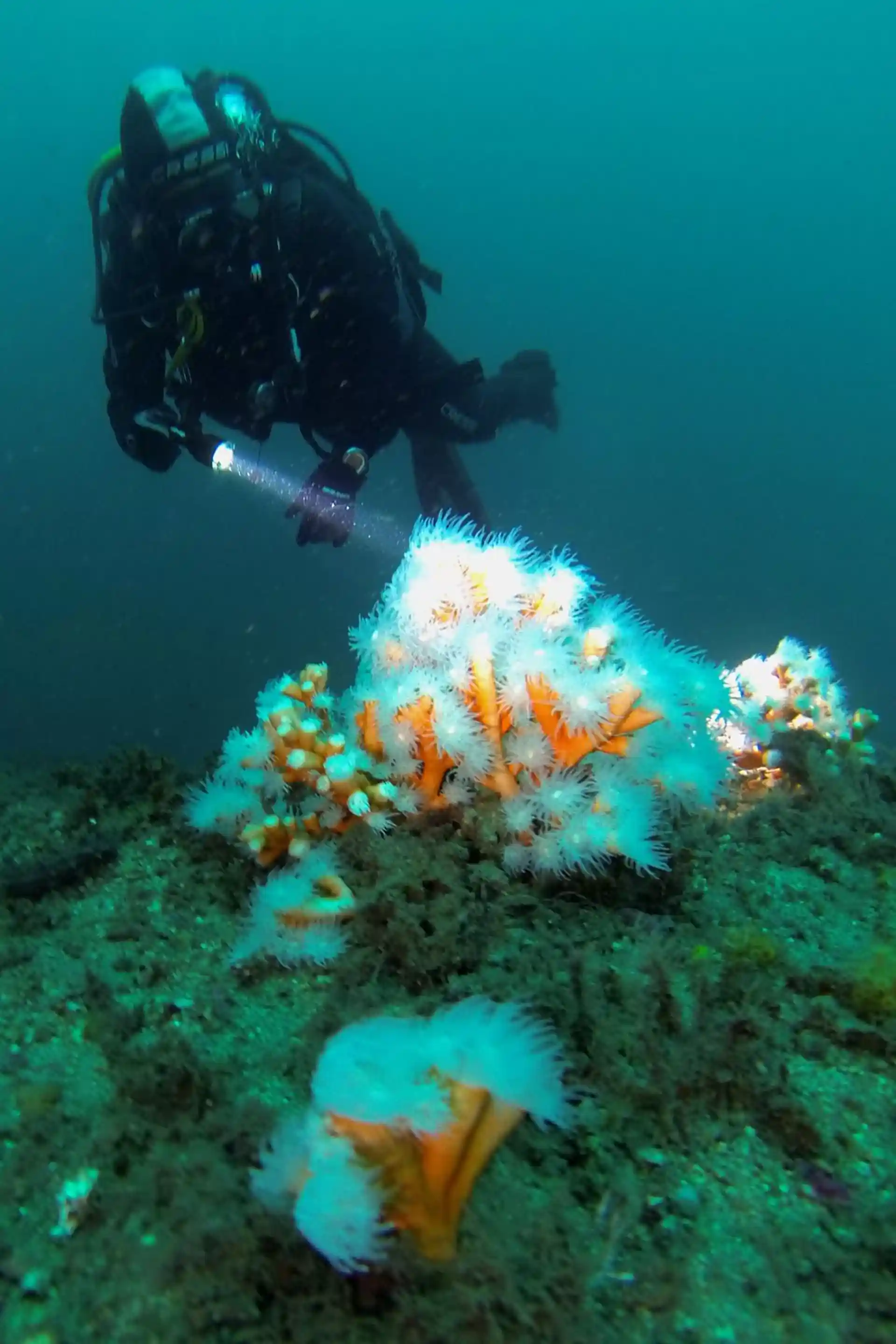 Foto del sitio de buceo