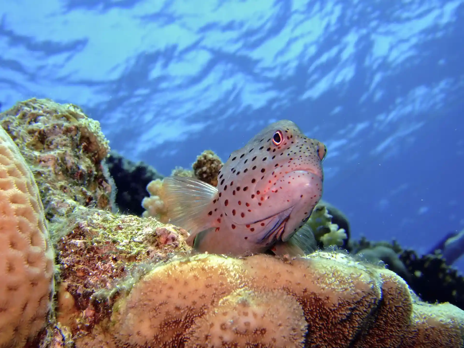 Enjoy amazing dives.