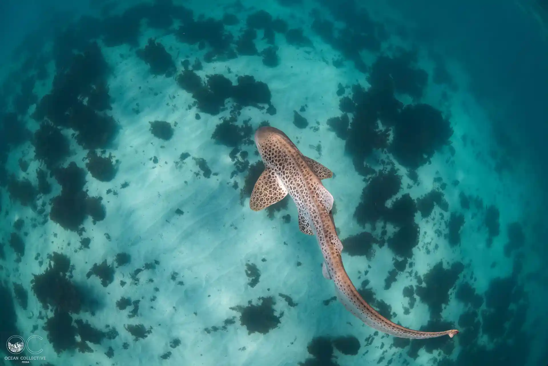 Leopard Shark moments