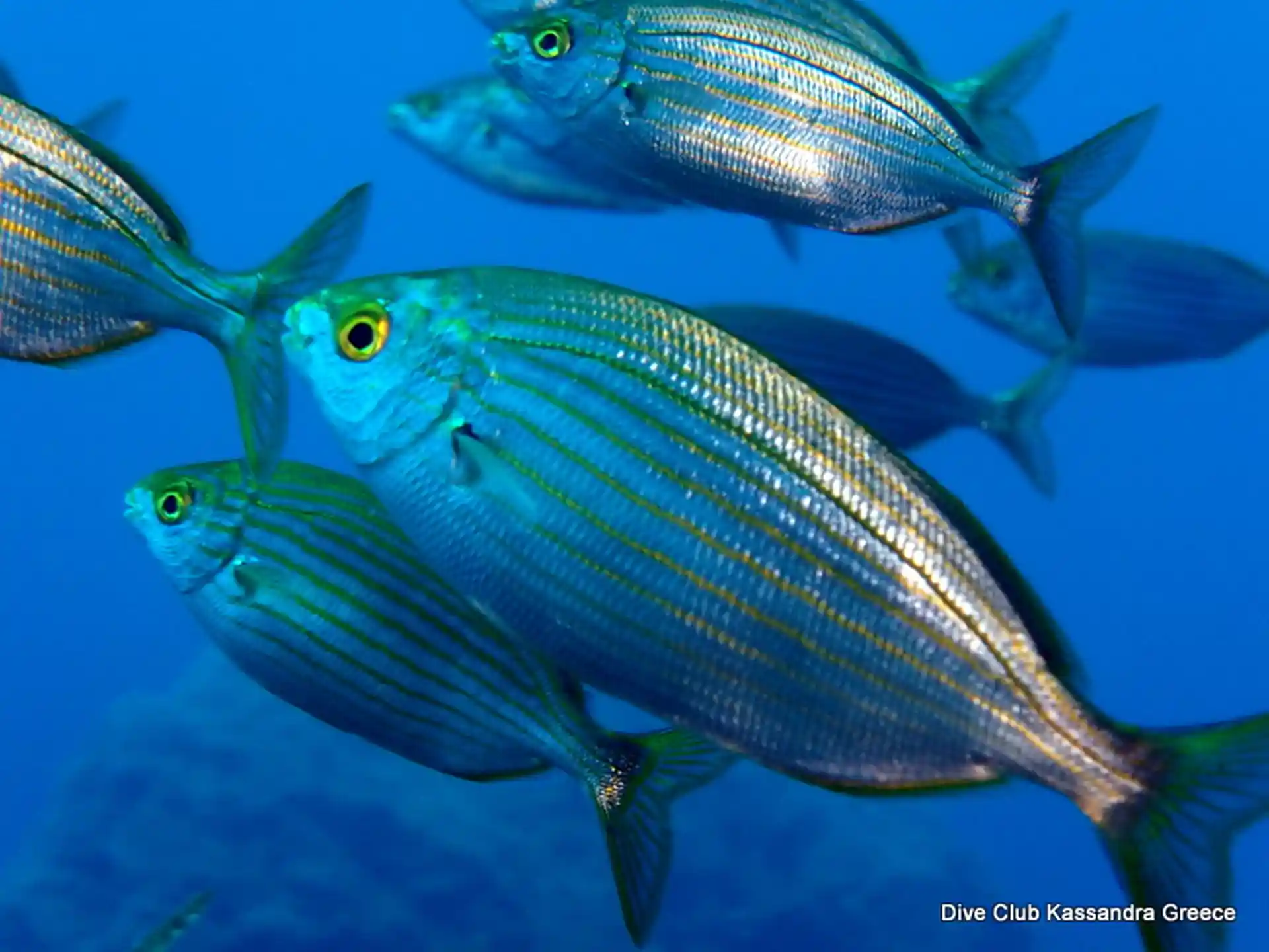 Foto des Tauchplatzes