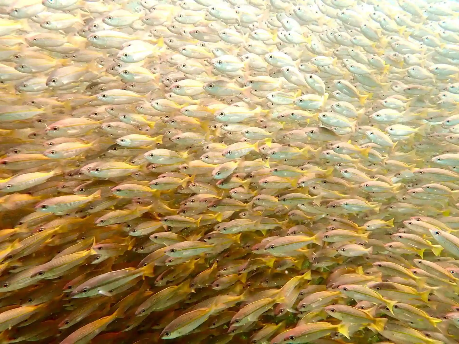 Dive site photo