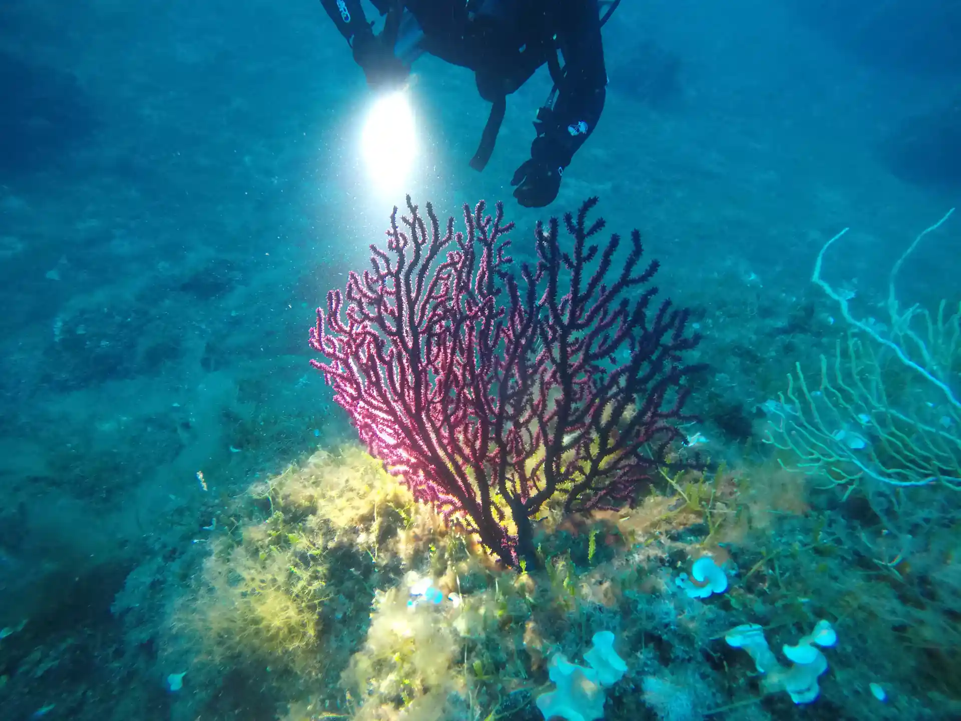 Più giù accendi il buio e scopri i colori dei ventagli di gorgonie rosse