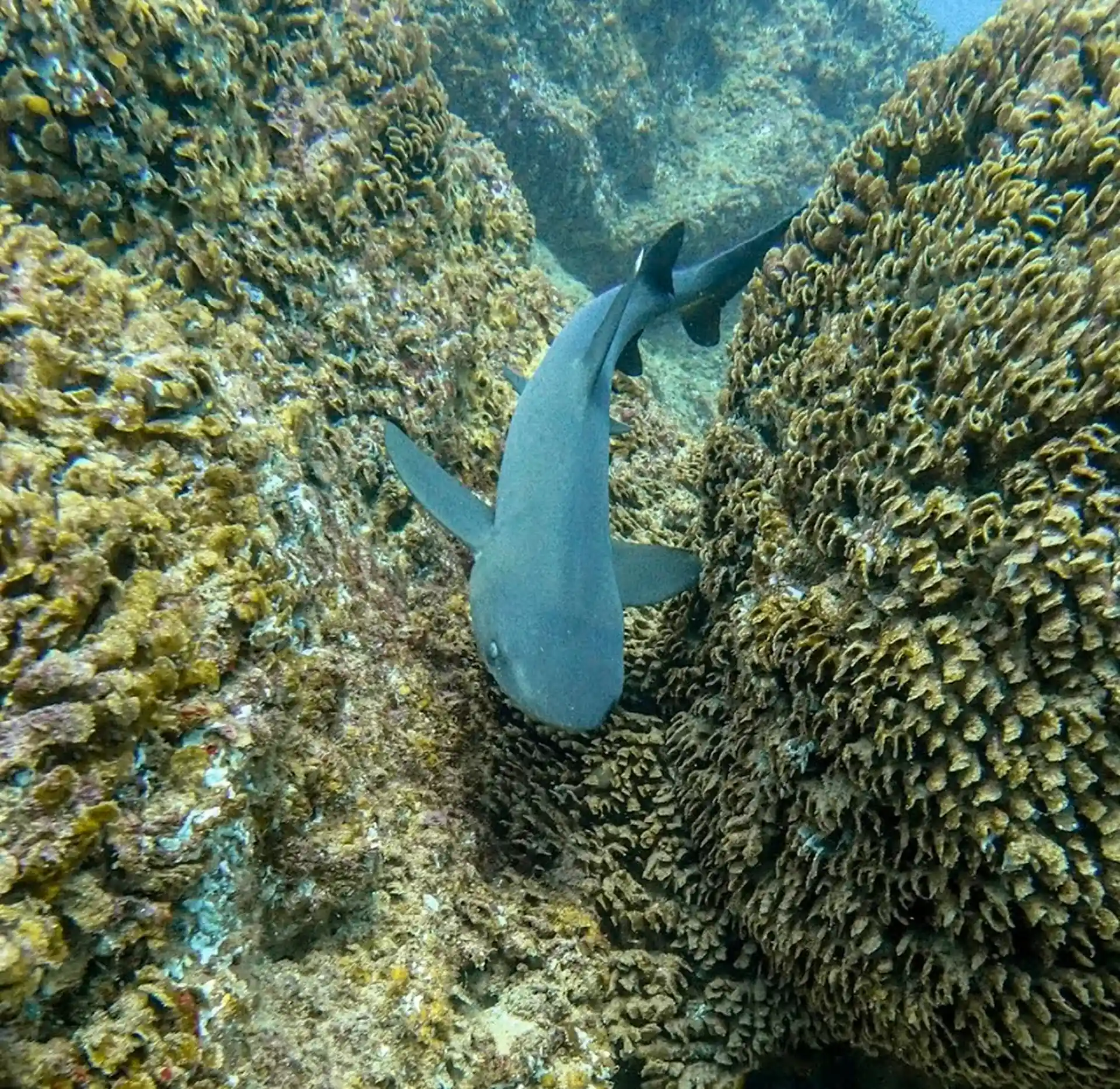 White tip reef sharks are seen on occasion
