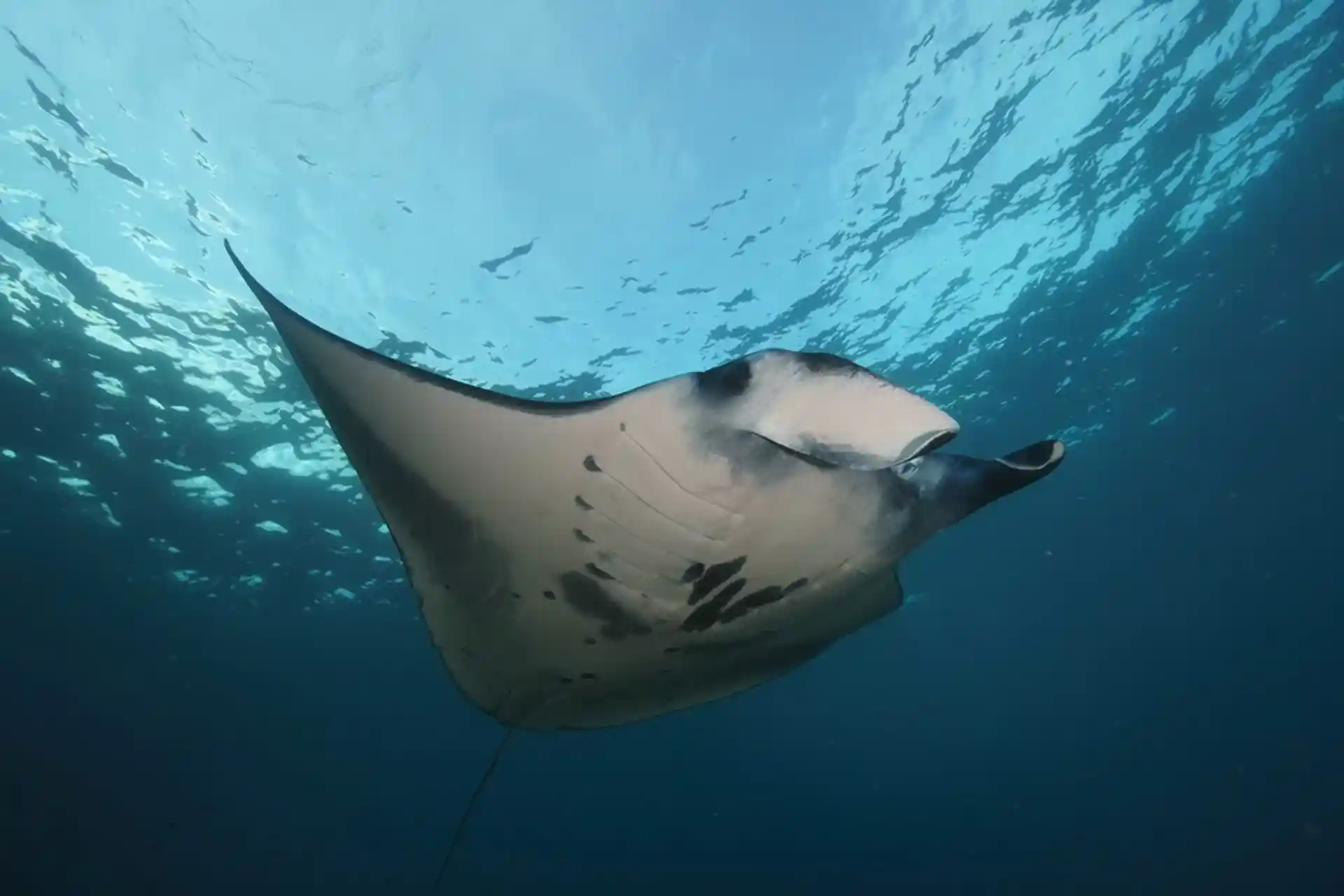 Manta ray sightings are common at Manta Point