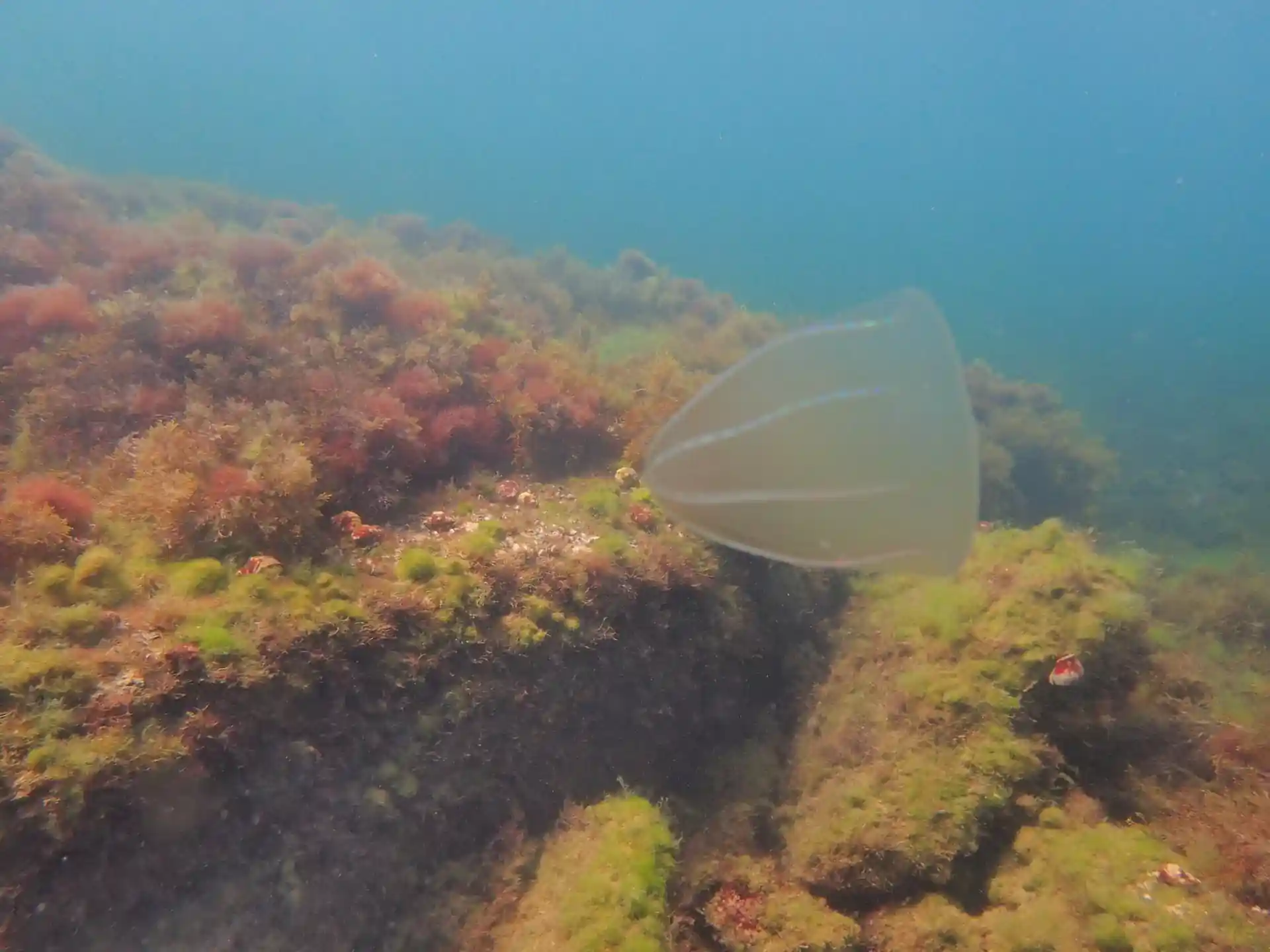 Dive site photo