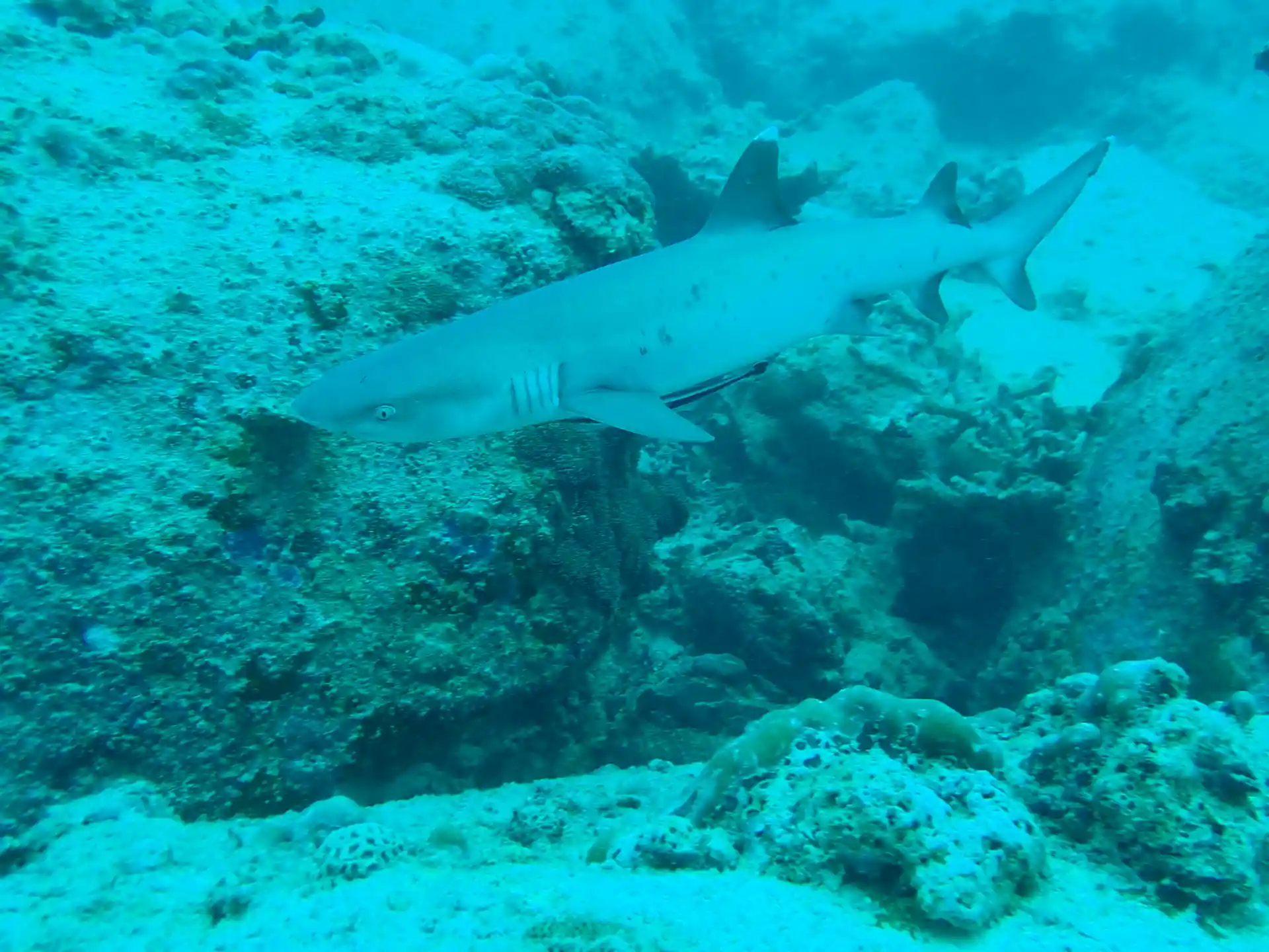 Dive shop photo