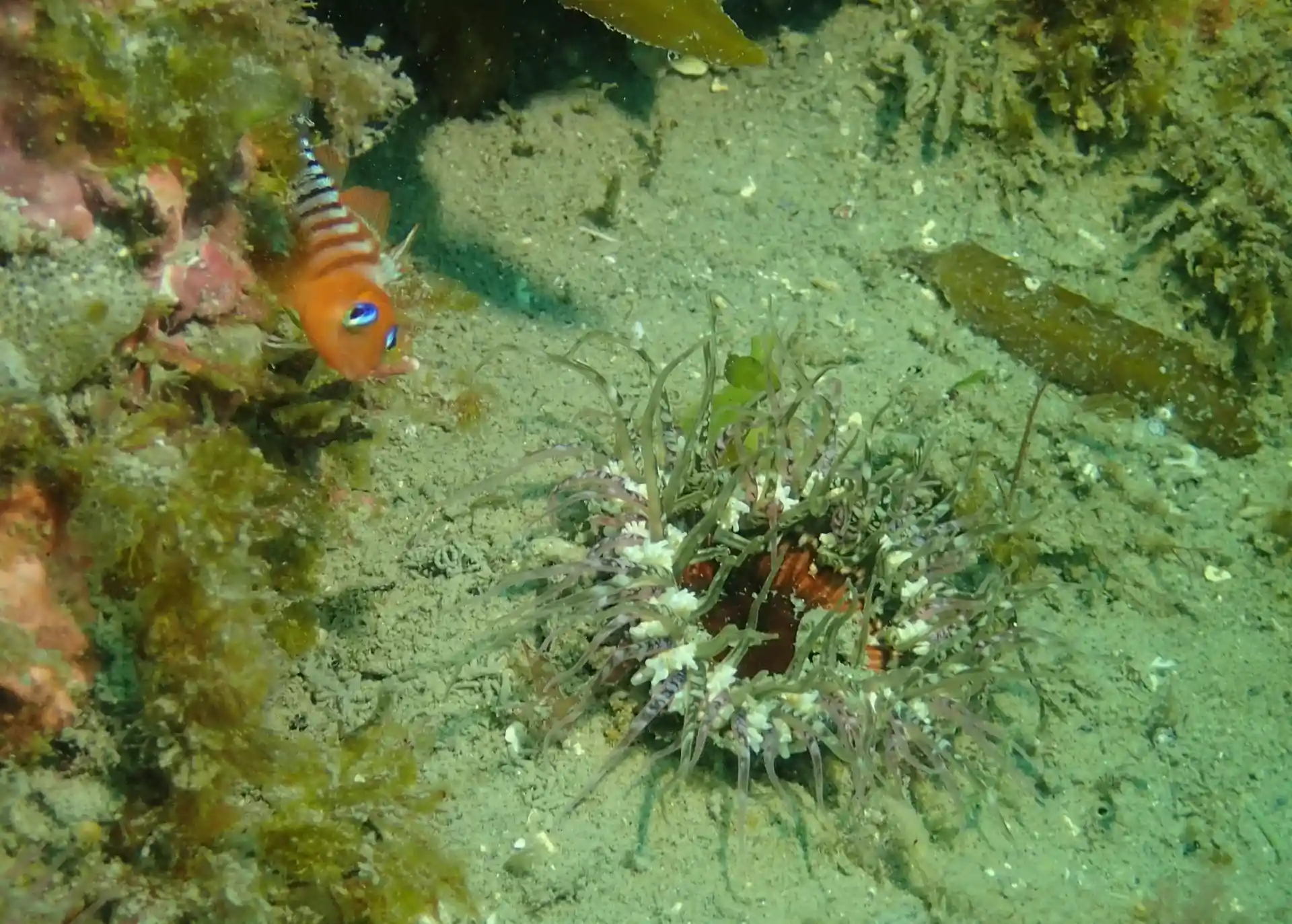 Dive site photo