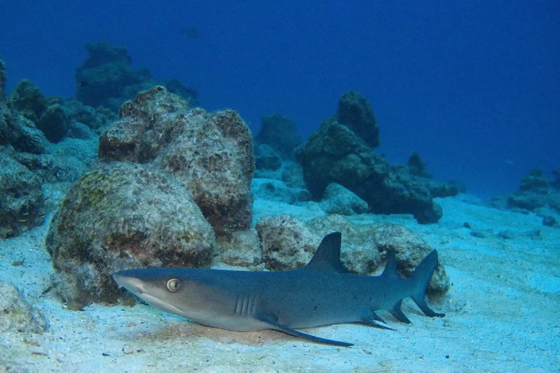 ダイビングサイトの写真
