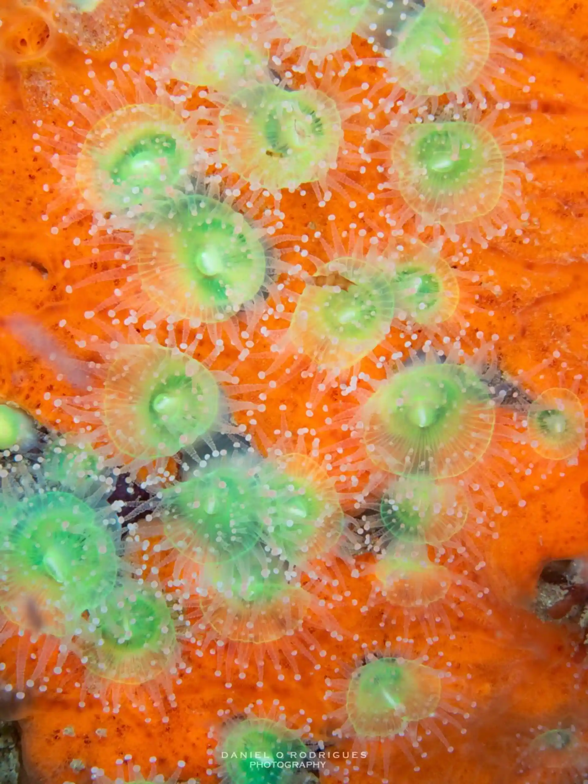 Dive site photo