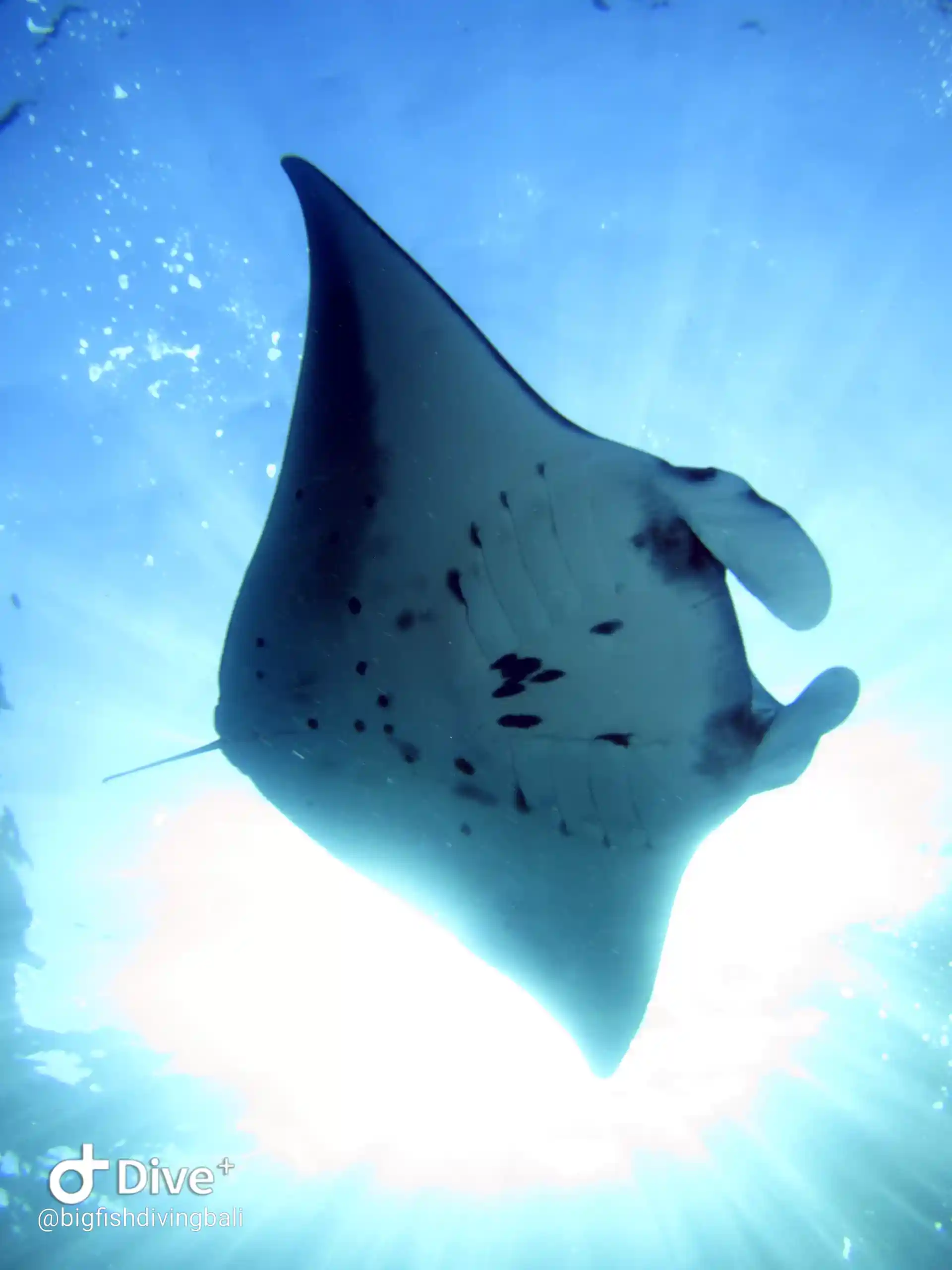 Manta Ray