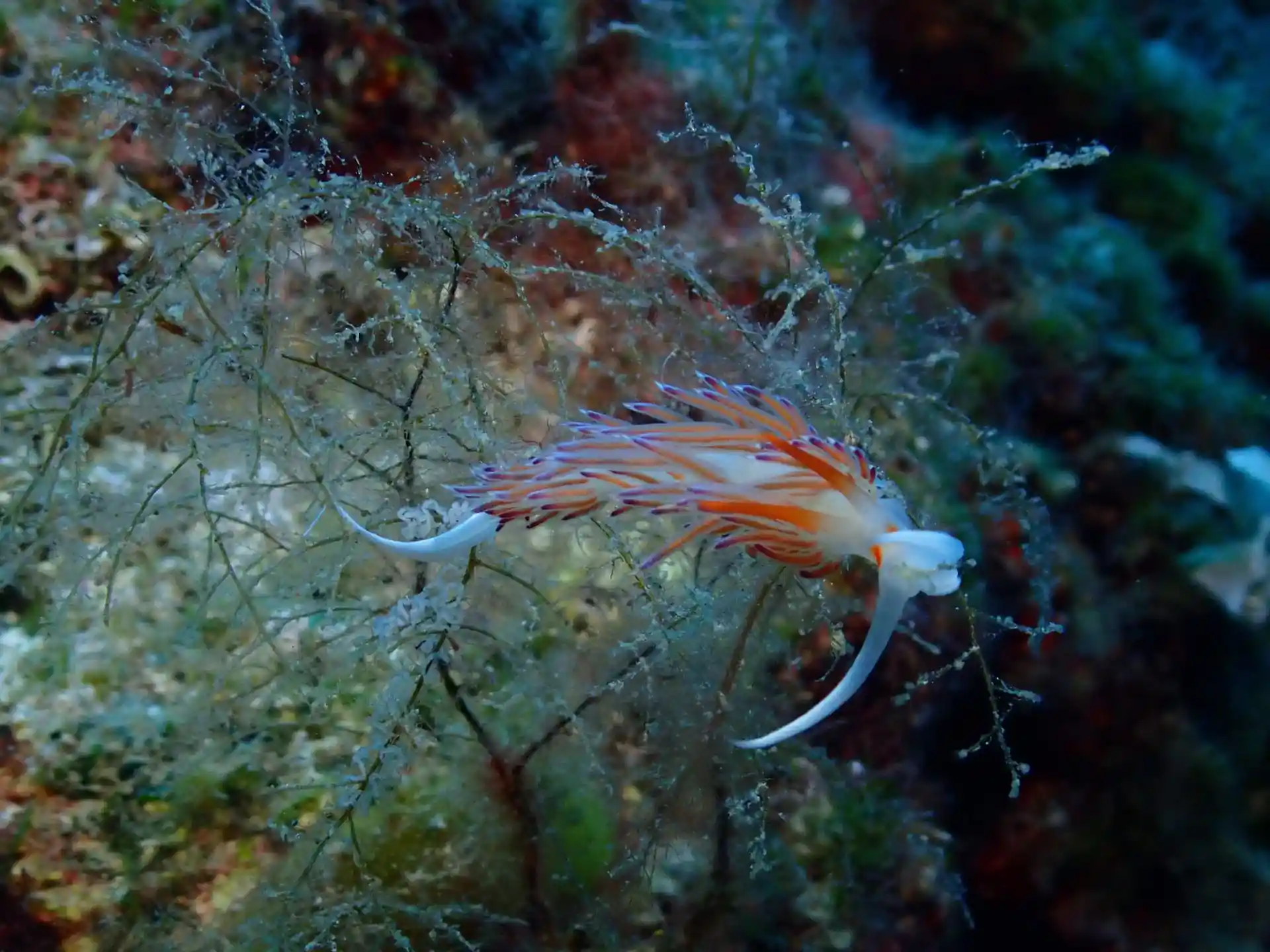 Dive site photo