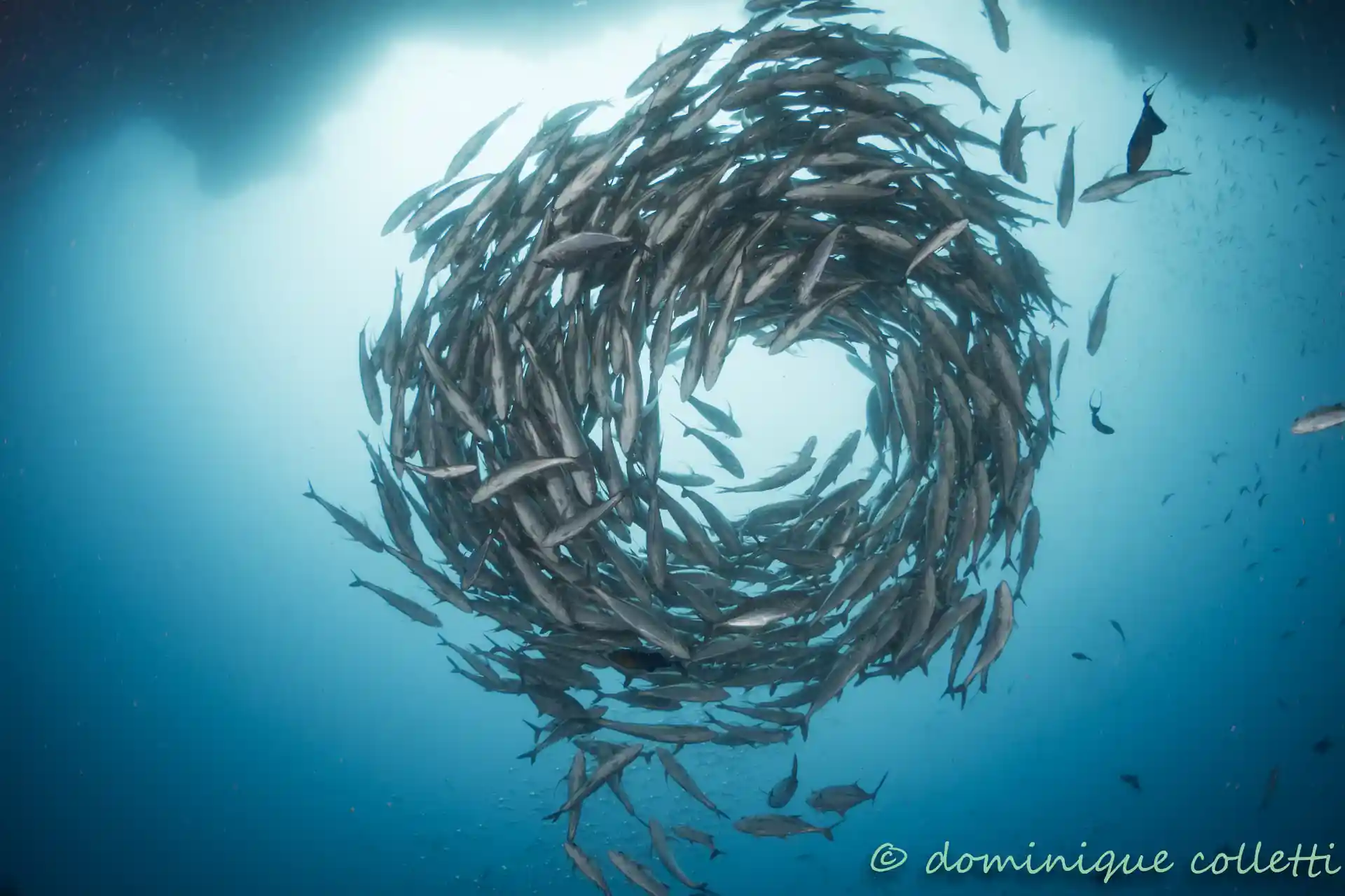 Photo de l'activité