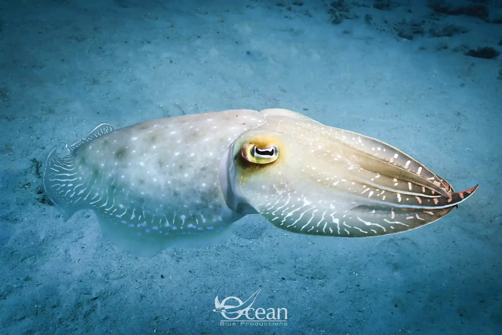 Foto des Tauchplatzes