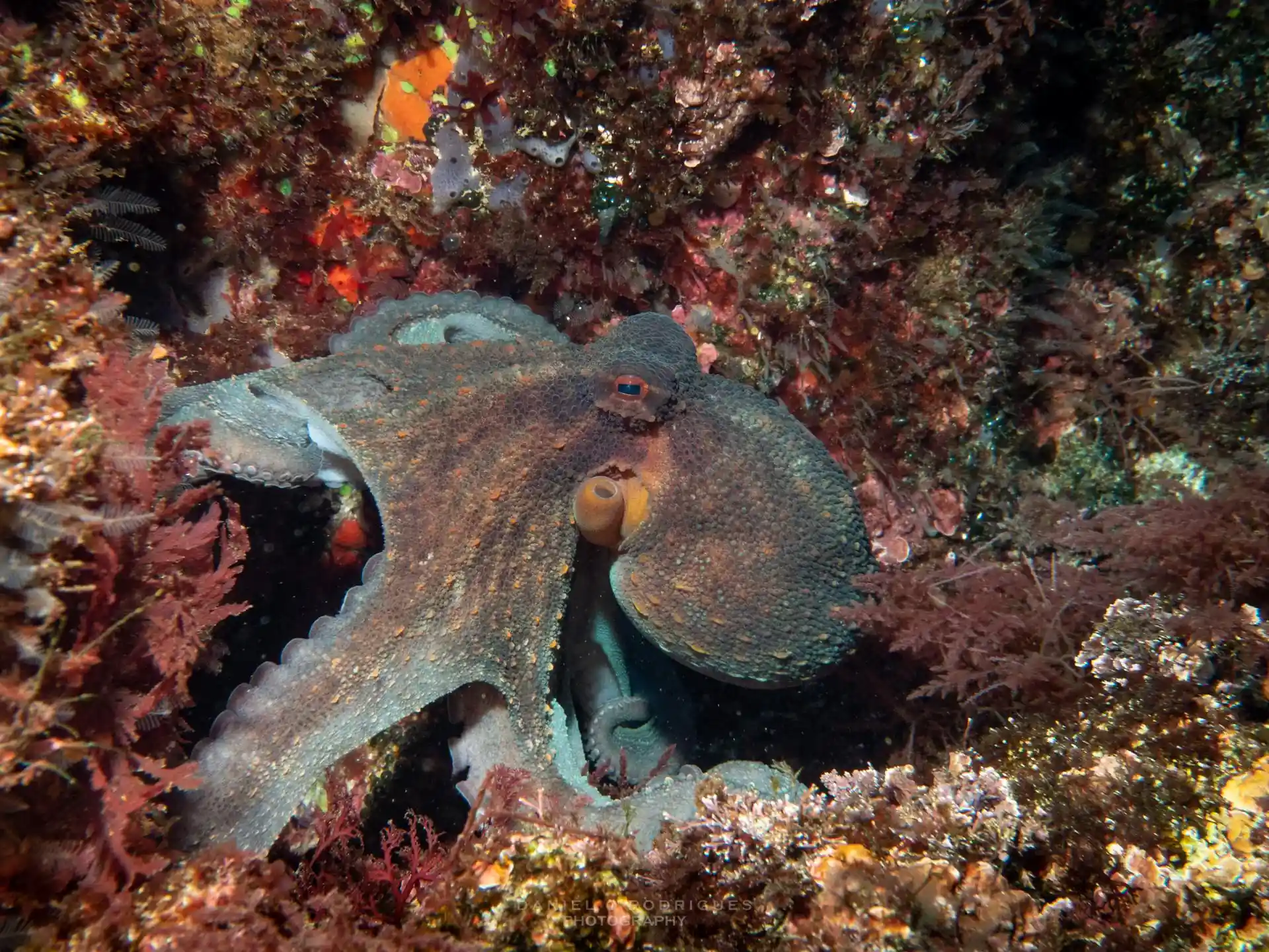 Dive site photo