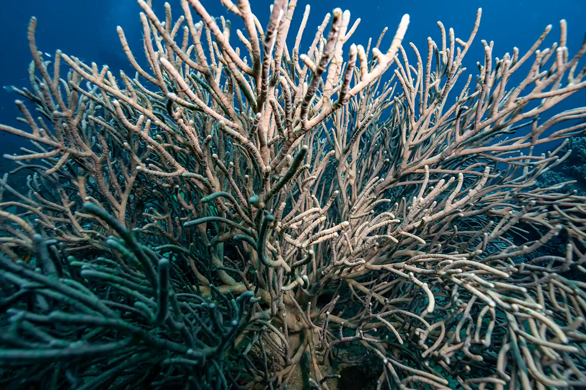 Foto de la tienda de buceo