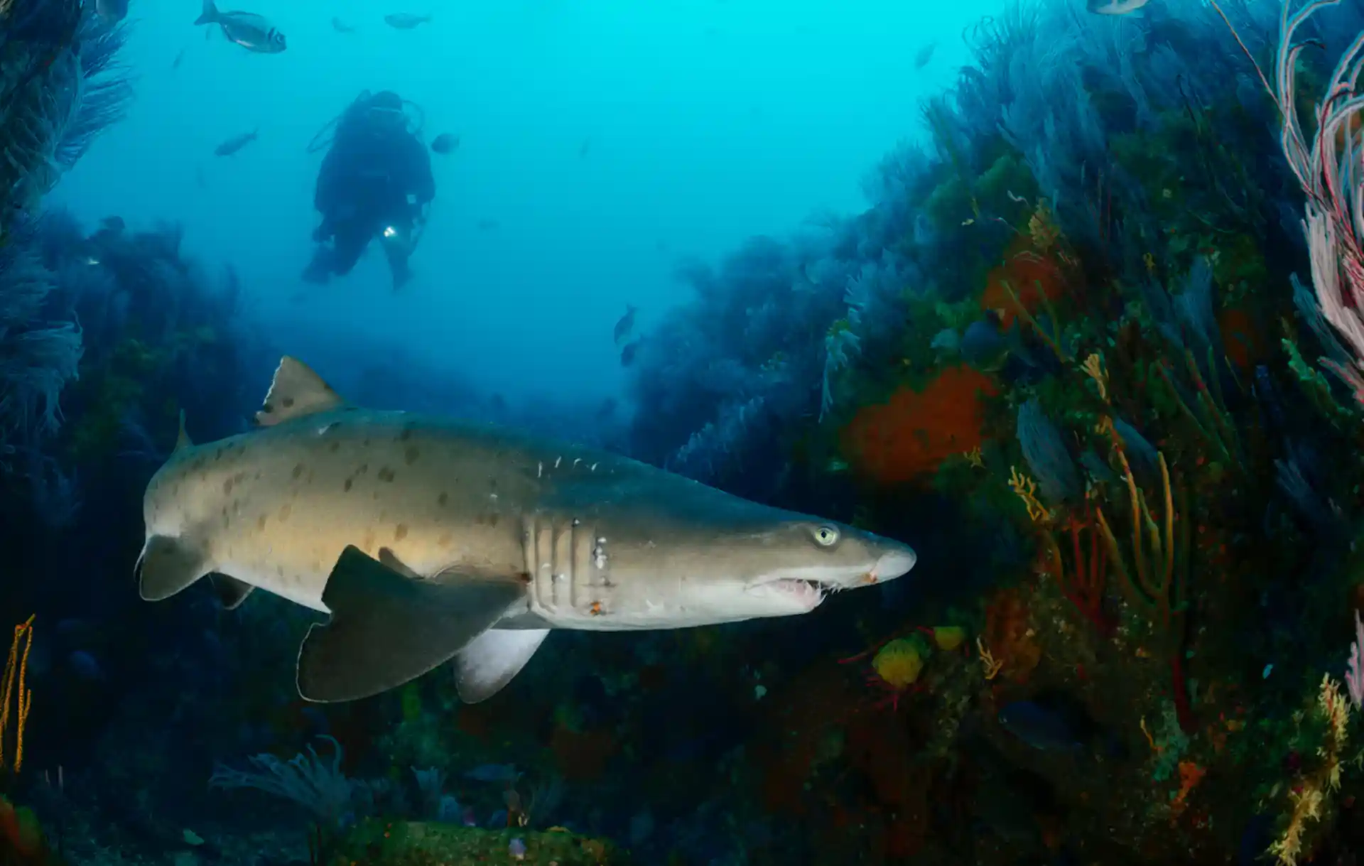 Photo du site de plongée