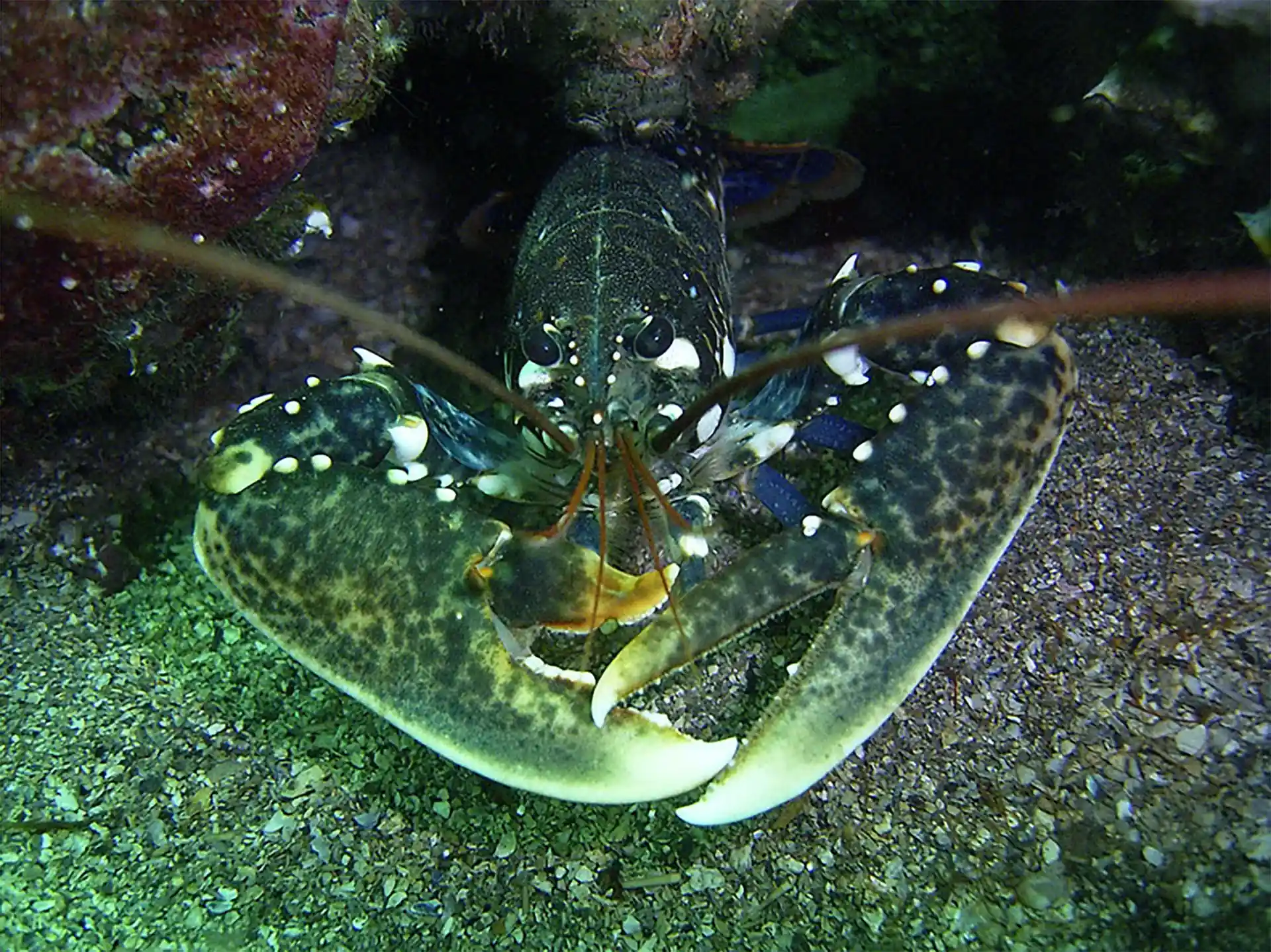 ダイビングサイトの写真