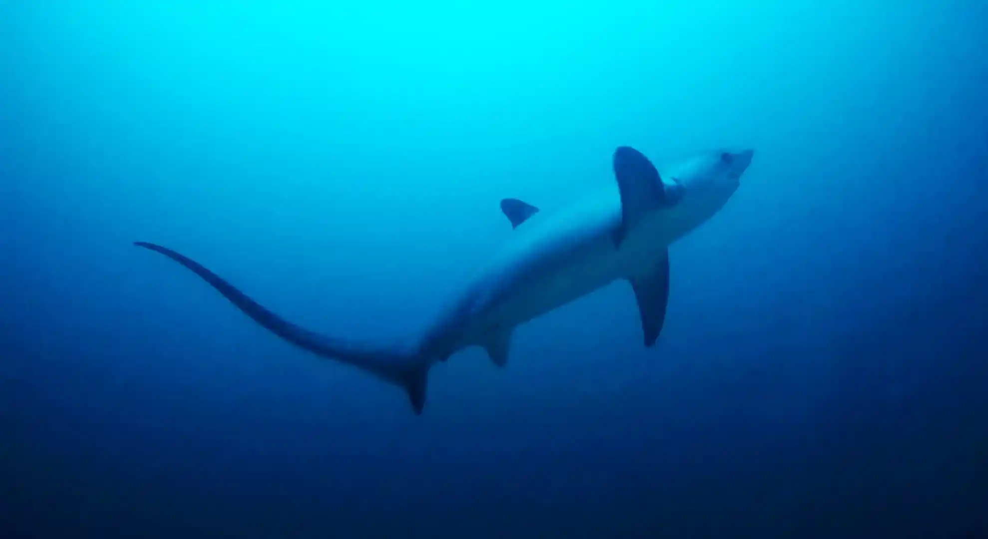 Mabuhay Thresher Dive Resort | Malapascua Island | PADI Dive Center